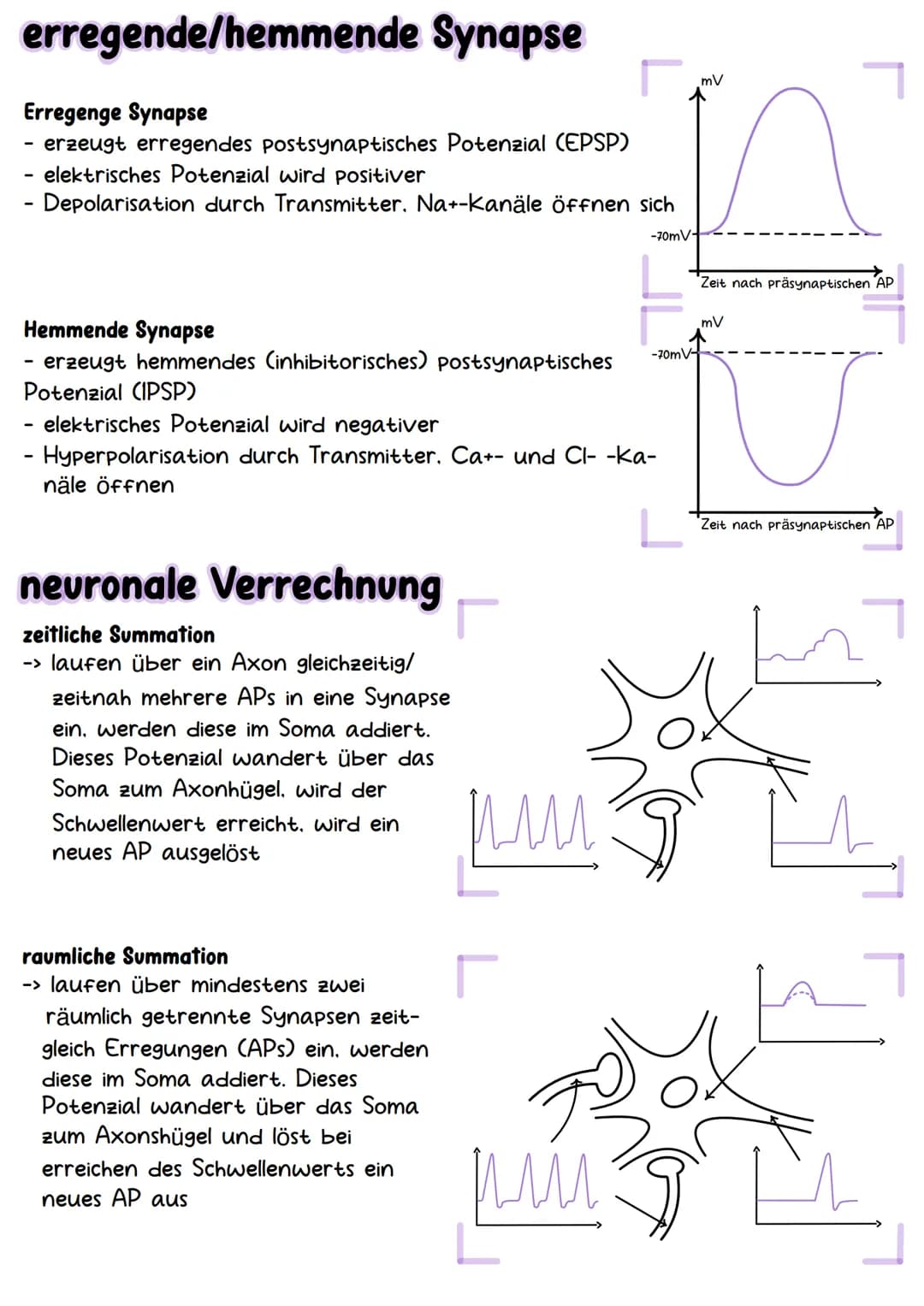 # Neurobiologie # Aufbau & Funktion der Nervenzelle

-Dendriten
-Axonhügel
-Axon
Hüllzellen
(Schwann-Zellen)

-Synapsen
-Ranviersche Schnürr