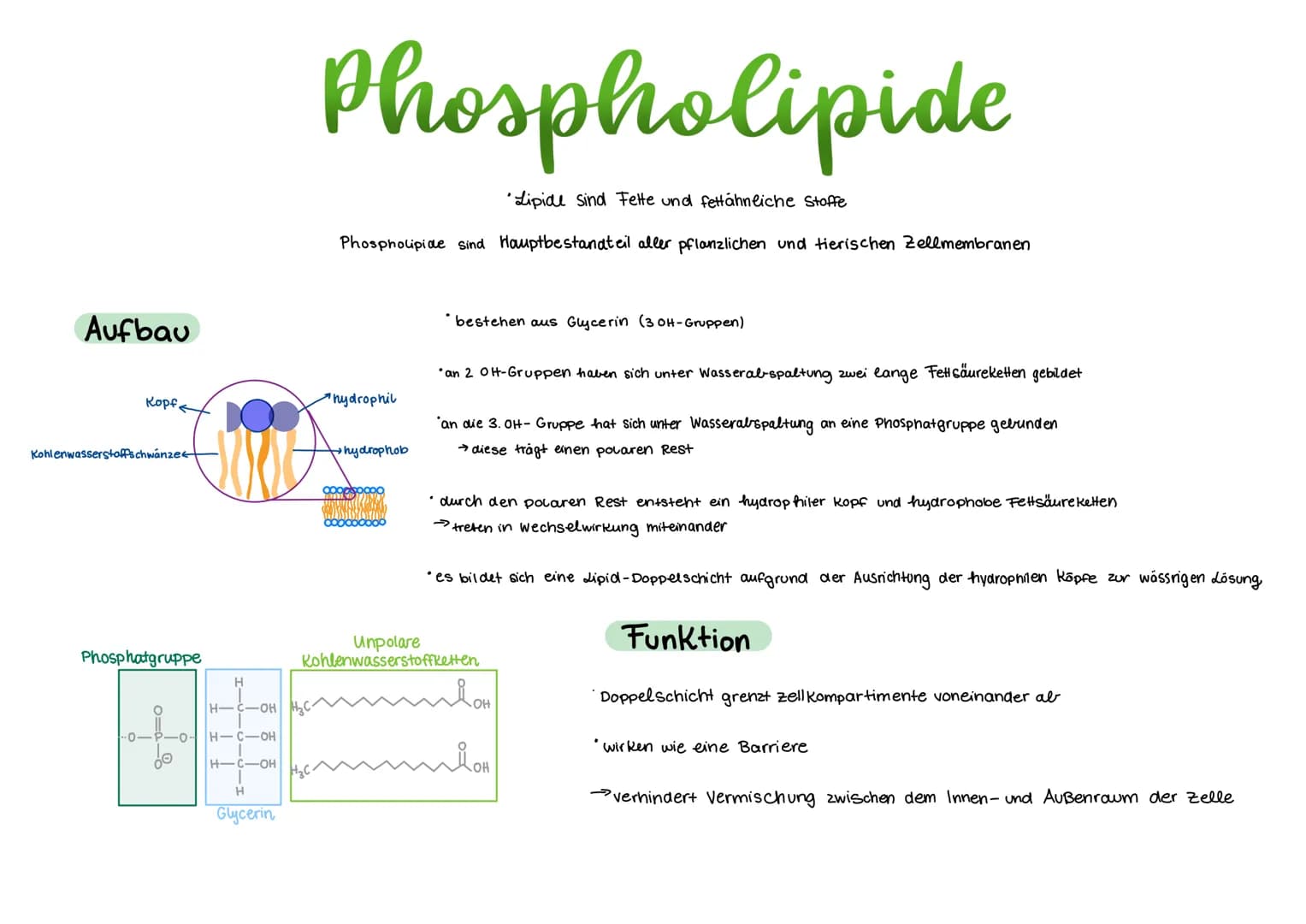 # Phospholipide

"Lipide sind Fette und fettähnliche Stoffe

Phospholipide sind Hauptbestandteil aller pflanzlichen und tierischen Zellmembr