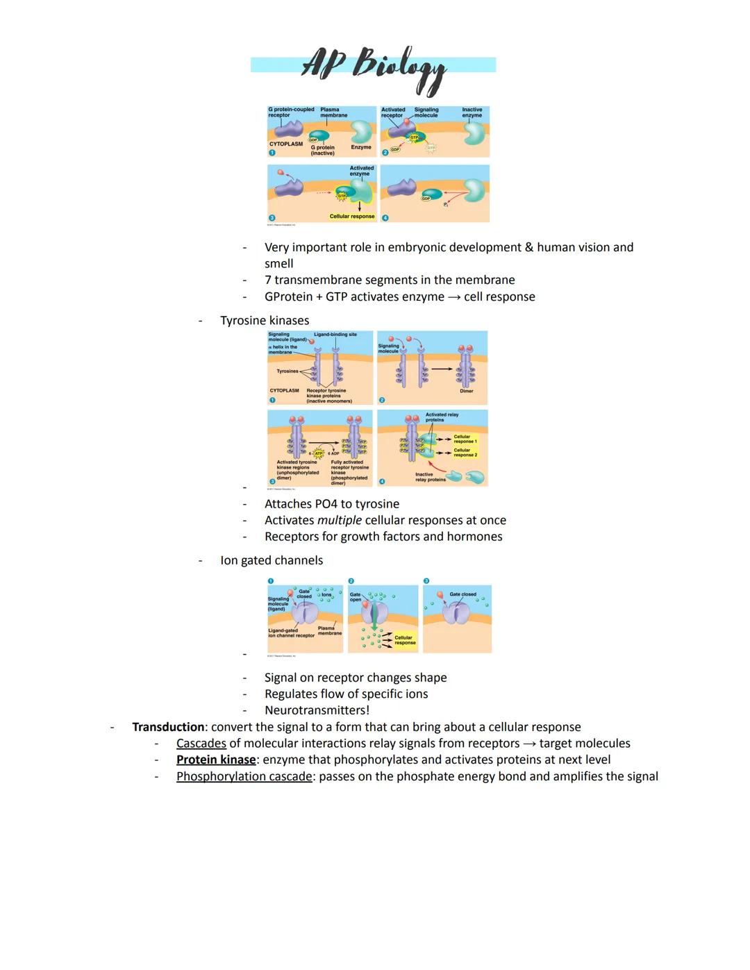 # AP Biology

Unit 4:
Amplification -- to increase a signal
Kinases -- enzymes that move
Transcription -- turning on DNA to make a needed pr