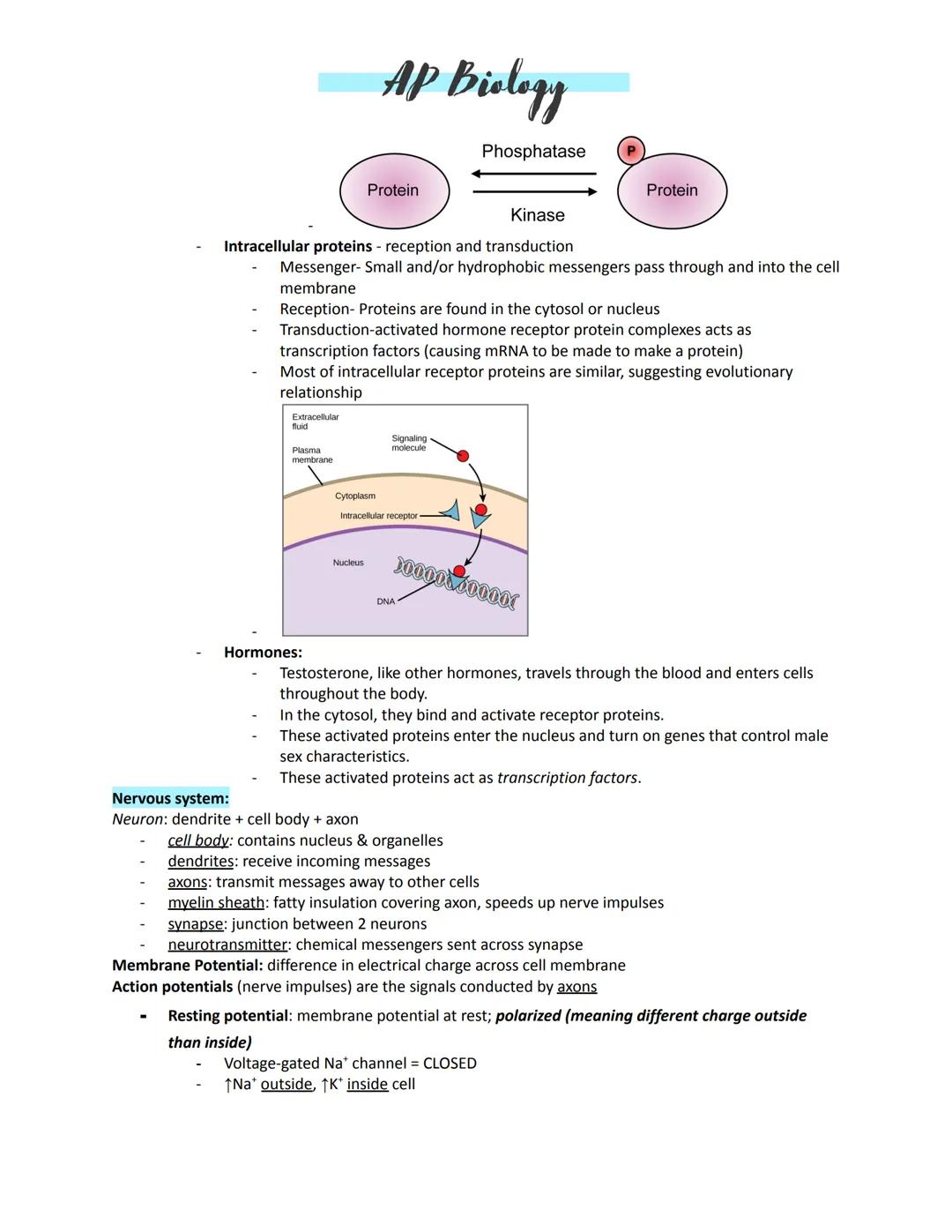 # AP Biology

Unit 4:
Amplification -- to increase a signal
Kinases -- enzymes that move
Transcription -- turning on DNA to make a needed pr