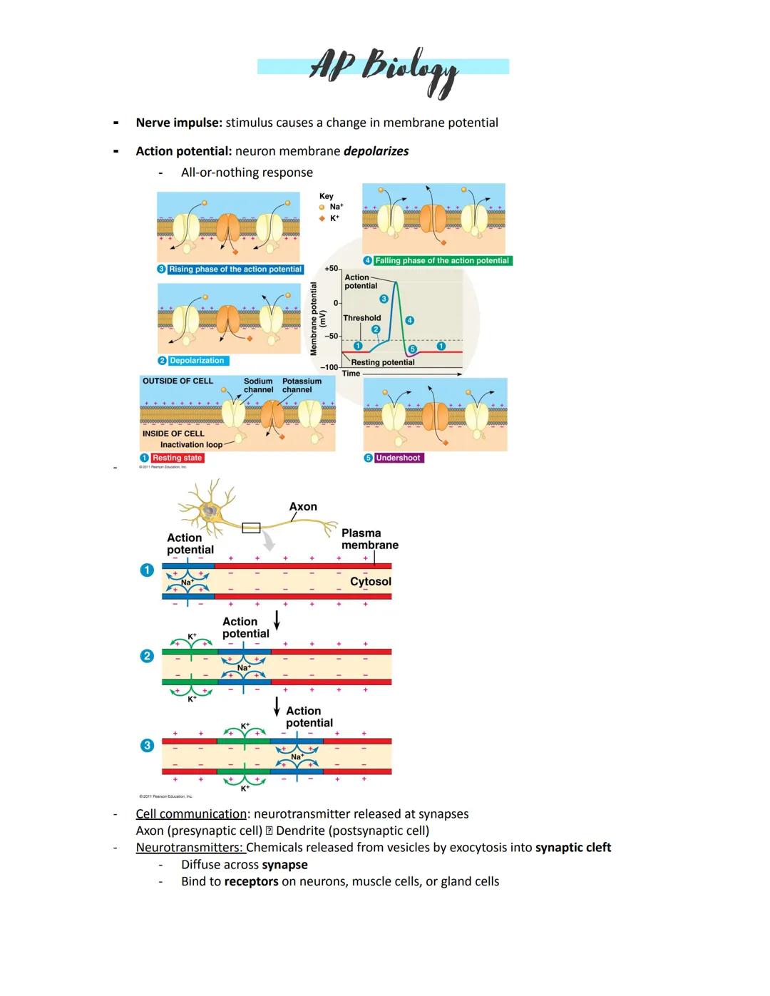 # AP Biology

Unit 4:
Amplification -- to increase a signal
Kinases -- enzymes that move
Transcription -- turning on DNA to make a needed pr