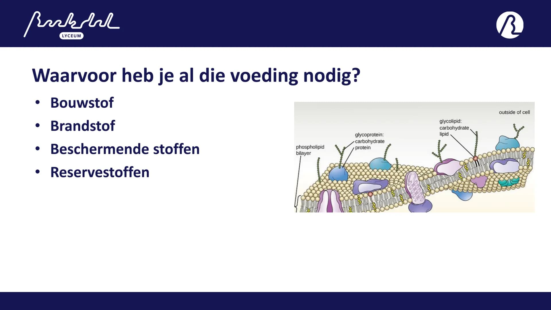 Bark
LYCEUM

11.1
Voeding
Toetsweek 1 (РТА 10%)
H10 Bloedsomloop
H11 Voeding en vertering Bak
LYCEUM

Vandaag 11.1

- 11.1 Voeding
- HW =
A: