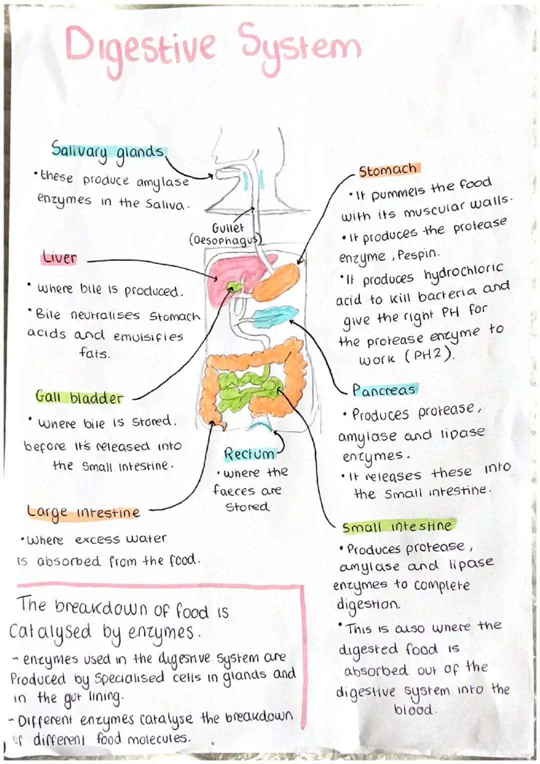 # Blood vessels

Three different types:
"Arteries-these carry blood away from heart.
Capillaries-these are involved in the exchange of mater