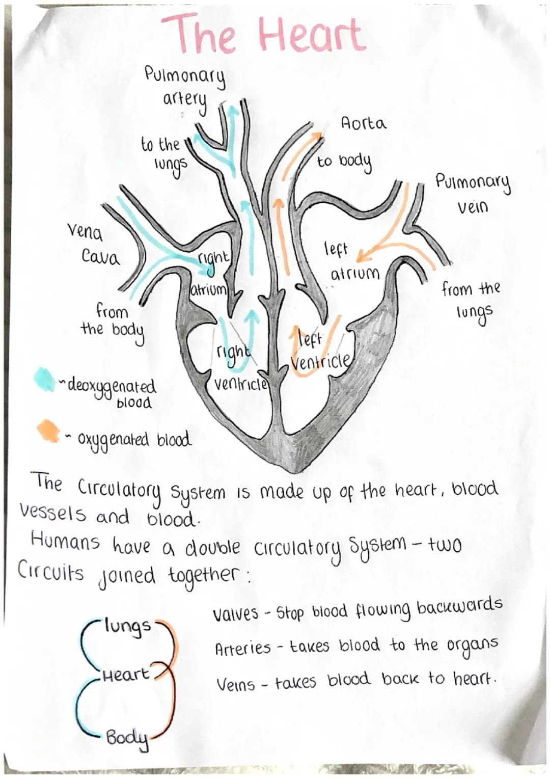 # Blood vessels

Three different types:
"Arteries-these carry blood away from heart.
Capillaries-these are involved in the exchange of mater