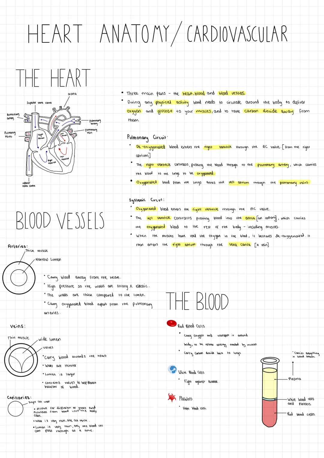 # HEART ANATOMY/CARDIOVASCULAR

# THE HEART

aona

Superior

Pulmonary

BLOOD VESSELS

Arteries:

Thick muscle

Narrow Lumen

*   Three main