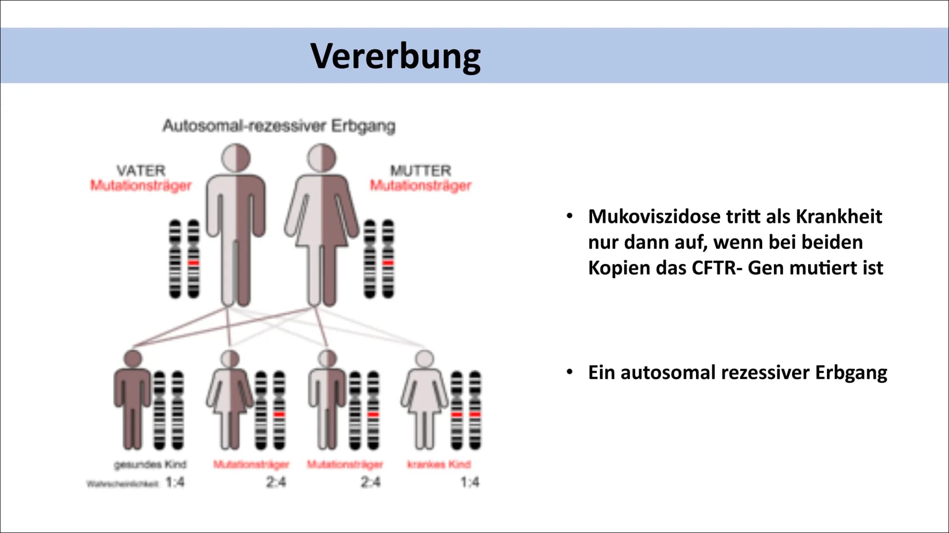 MUKOVISZIDOSE Gliederung

• Was ist Mukoviszidose ?
• Molekulargenetische
Ursachen
• Vererbung
• Häufigkeit/ Vorkommen
• Symptome
• Lebenser