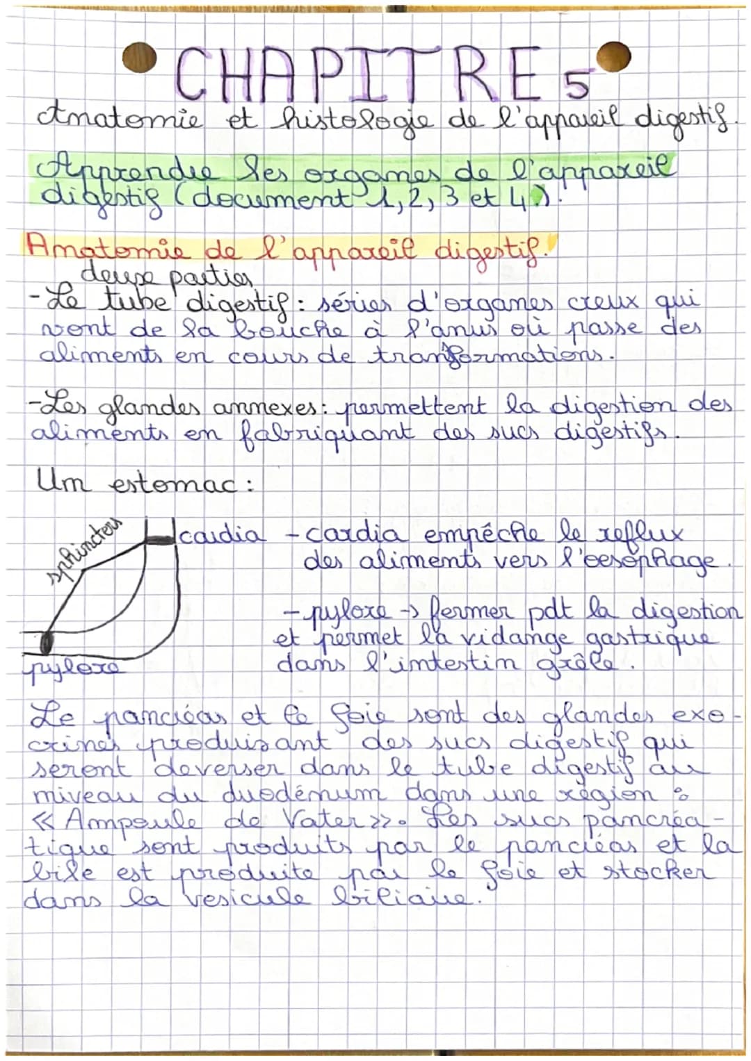 •CHAPITRE 5

Amatomie et histologie de l'appareil digestis.

Apprendre les oxgames de l'appareil
digestig (document 1, 2, 3 et 4.).

Amatomi