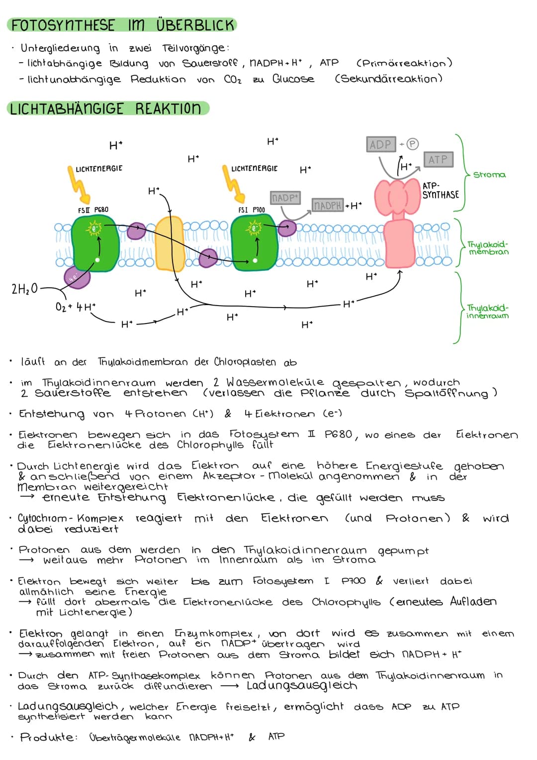 # FOTOSYNTHESE

CHLOROPLASTEN

*   verleihen der Pflanze ihre grüne Farbe
*   für Fotosynthese zuständig (→ Zellstoffwechsel)
*   nur in pfl