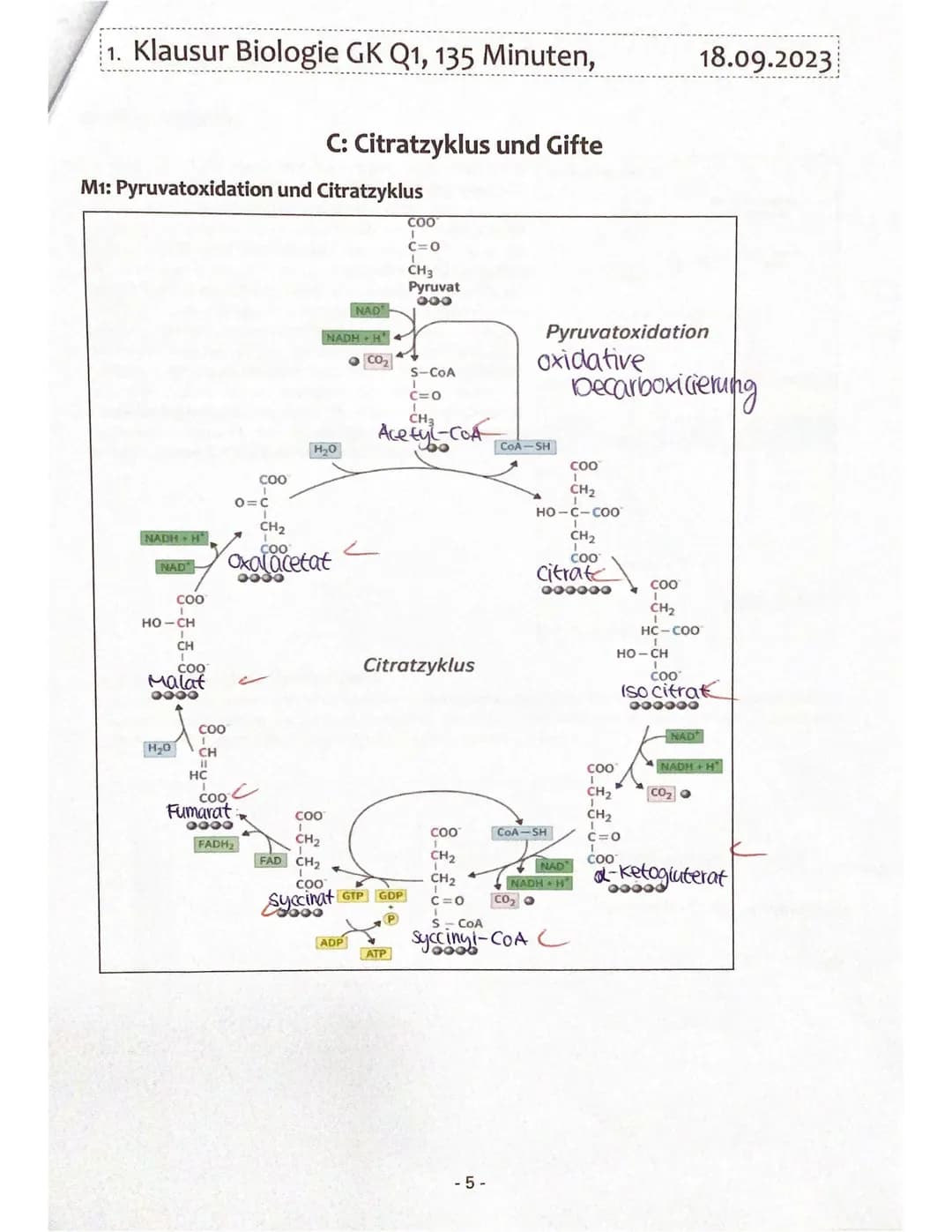 1. Klausur Biologie GK Q1, 135 Minuten,

C: Citratzyklus und Gifte

M1: Pyruvatoxidation und Citratzyklus

COO
|
C=0
|
CH3
Pyruvat
000

NADH