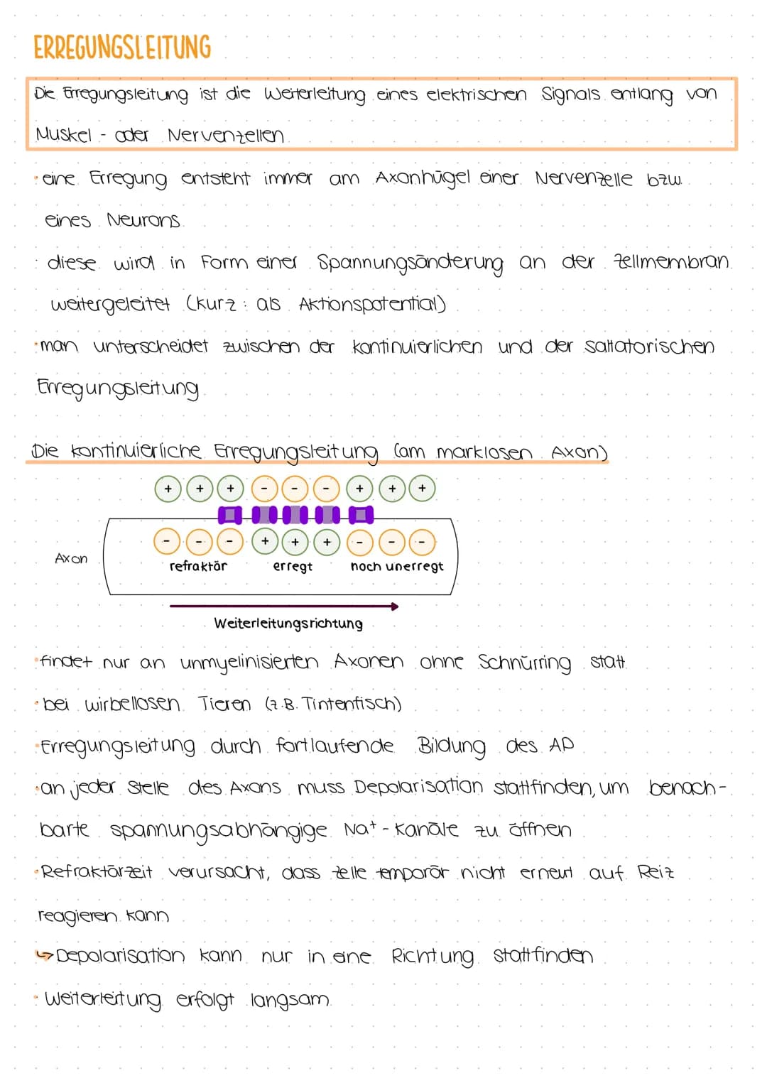 # ERREGUNGSLEITUNG

Die Erregungsleitung ist die Weiterleitung eines elektrischen Signals entlang von
Muskel- oder Nervenzellen.

- eine Err