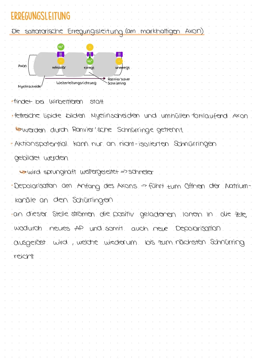 # ERREGUNGSLEITUNG

Die Erregungsleitung ist die Weiterleitung eines elektrischen Signals entlang von
Muskel- oder Nervenzellen.

- eine Err