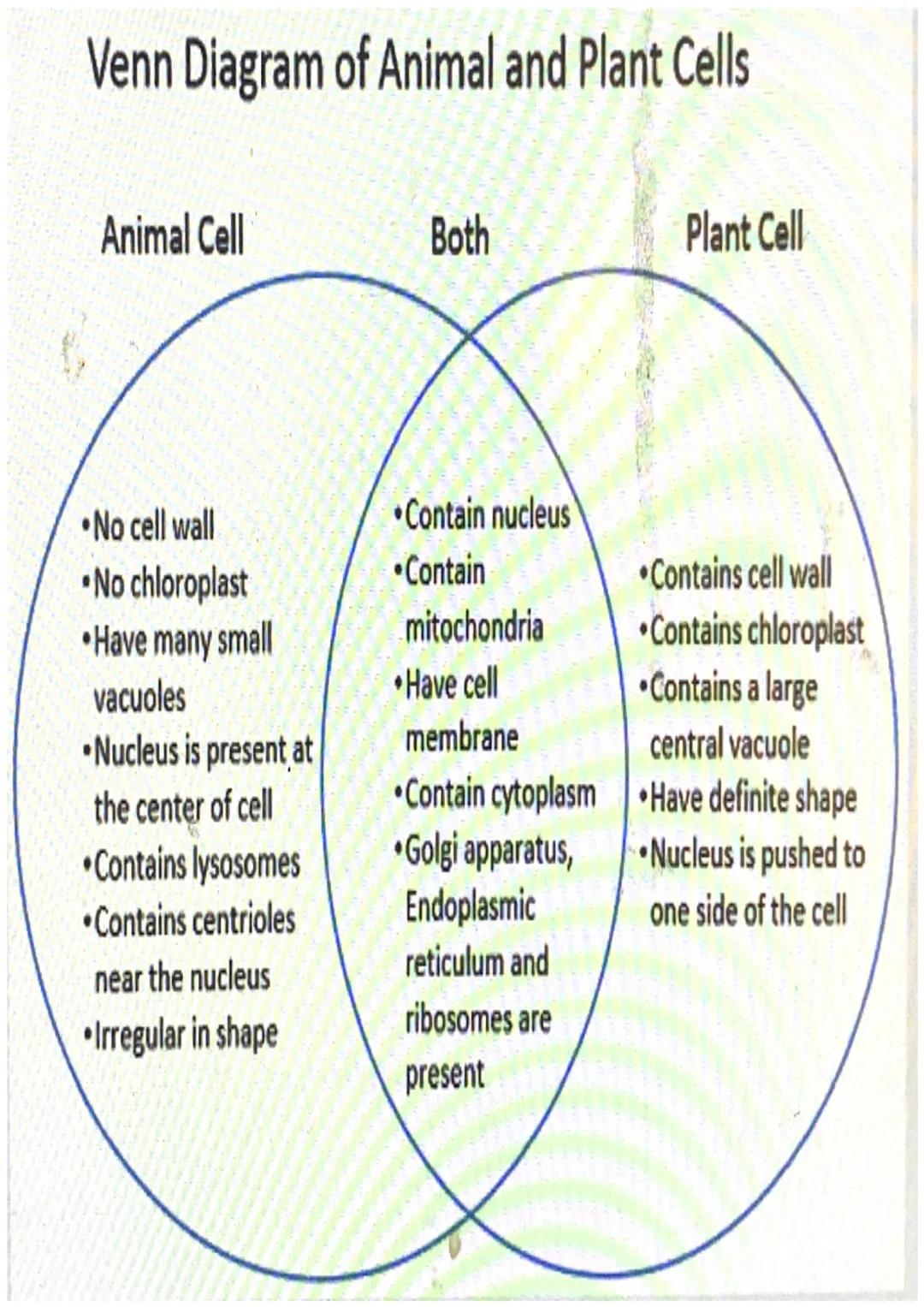 Venn Diagram of Animal and Plant Cells

Animal Cell

Both

Plant Cell

• No cell wall

• No chloroplast

• Have many small

•Contain nucleus