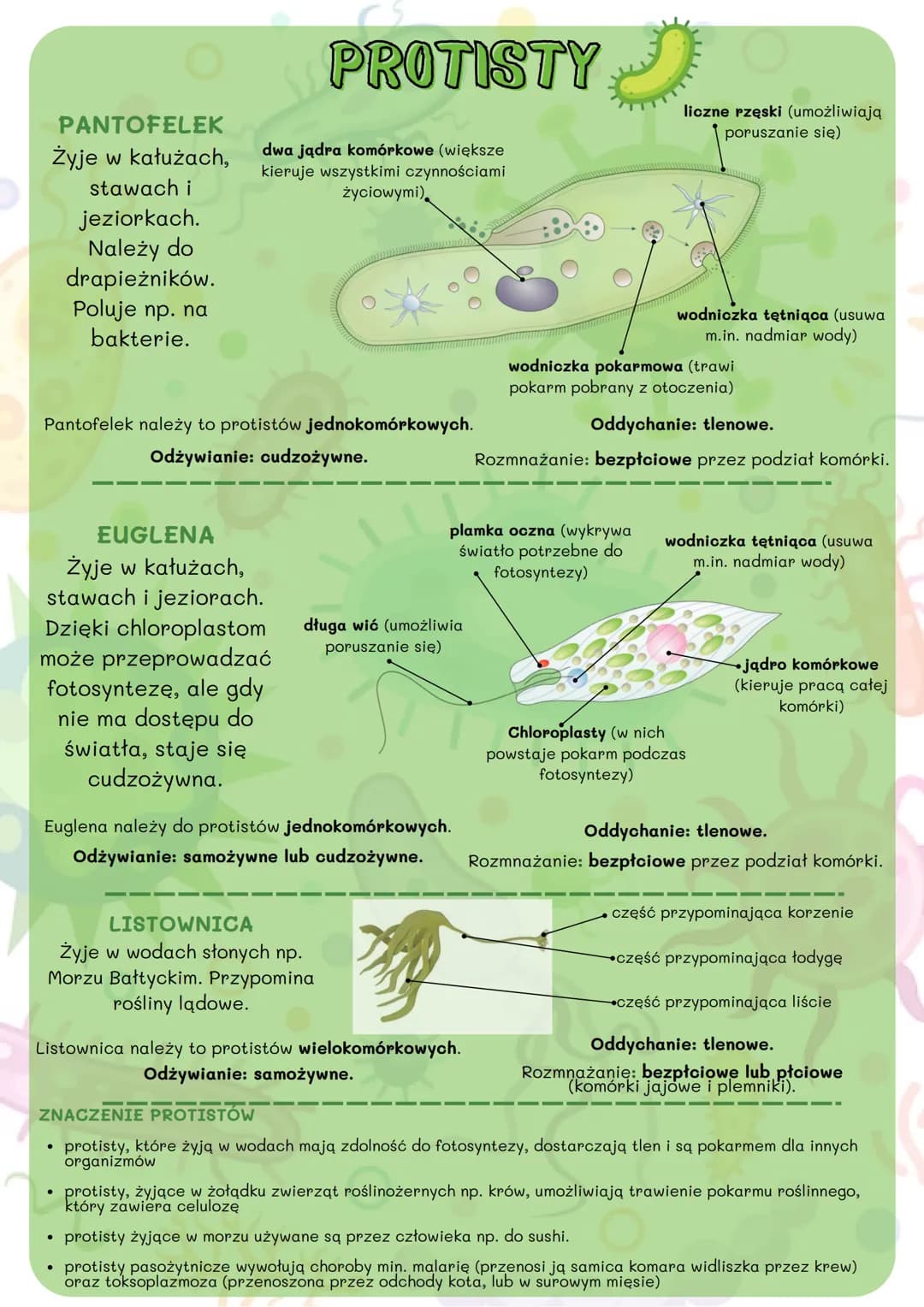# BAKTERIE, WIRUSY, PROTISTY
# I GRZYBY

## KLASYFIKACJA ORGANIZMÓW

Systematyka to dziedzina biologii, która zajmuje się opisywaniem,
klasy