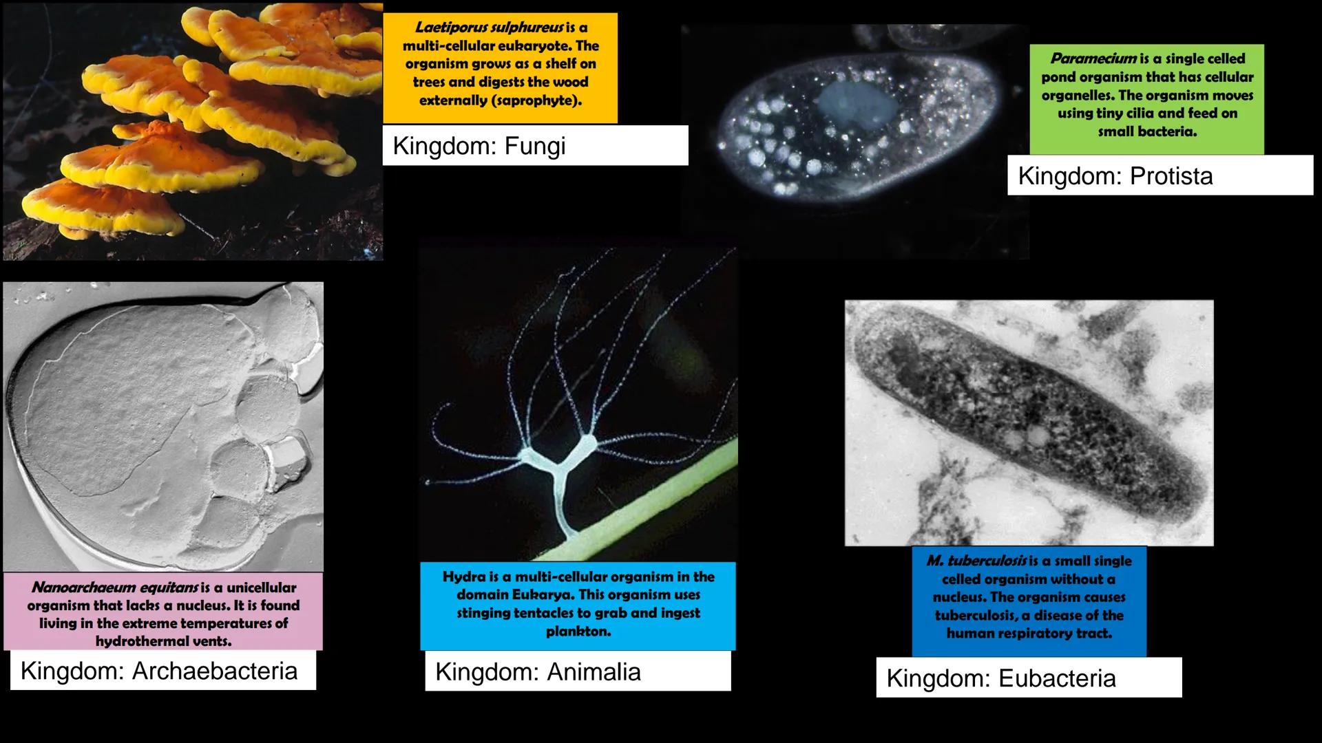 Animals

Plants

Fungi

Protists

Bacteria

Archaea

Kingdom
Characteristics

Instructions: Use
the Classification
Notes, the
textbook, and
