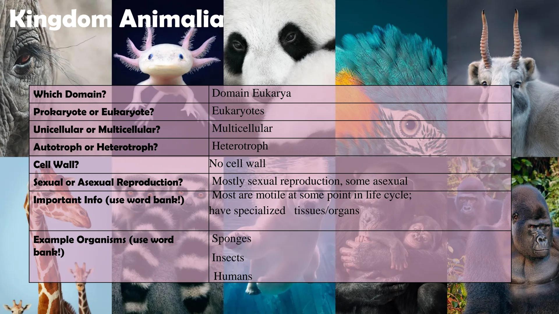 Animals

Plants

Fungi

Protists

Bacteria

Archaea

Kingdom
Characteristics

Instructions: Use
the Classification
Notes, the
textbook, and
