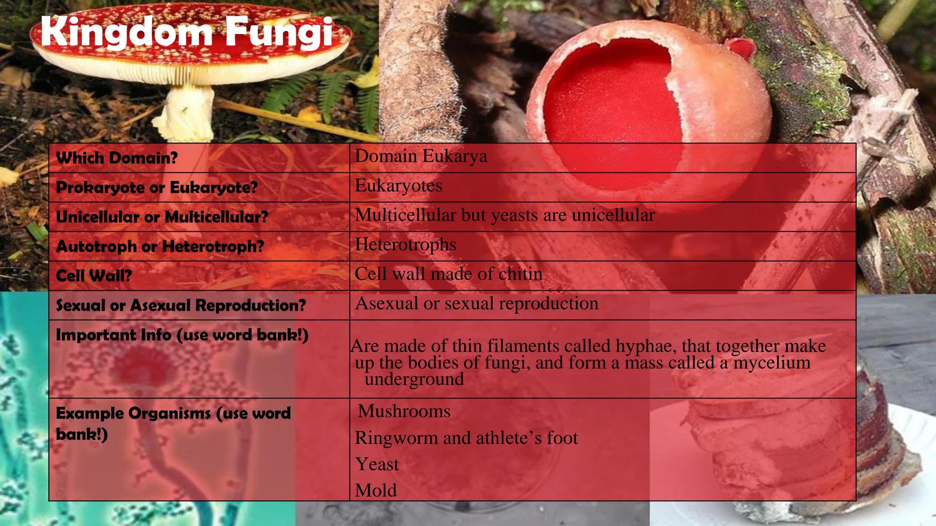 Animals

Plants

Fungi

Protists

Bacteria

Archaea

Kingdom
Characteristics

Instructions: Use
the Classification
Notes, the
textbook, and
