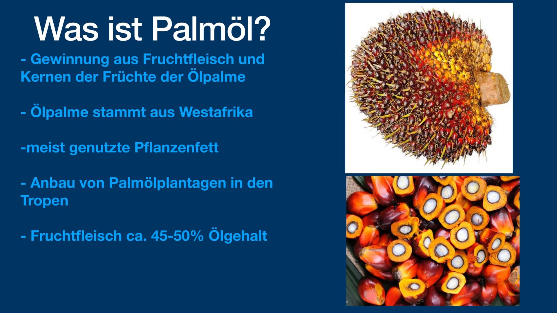 # Palmöl

und die Problematik

sophie fröhlich 1geo3 # Gliederung

- Was ist Palmöl?
- Anwendung von Palmöl
- Anbau von Palmöl
- Vorteil von