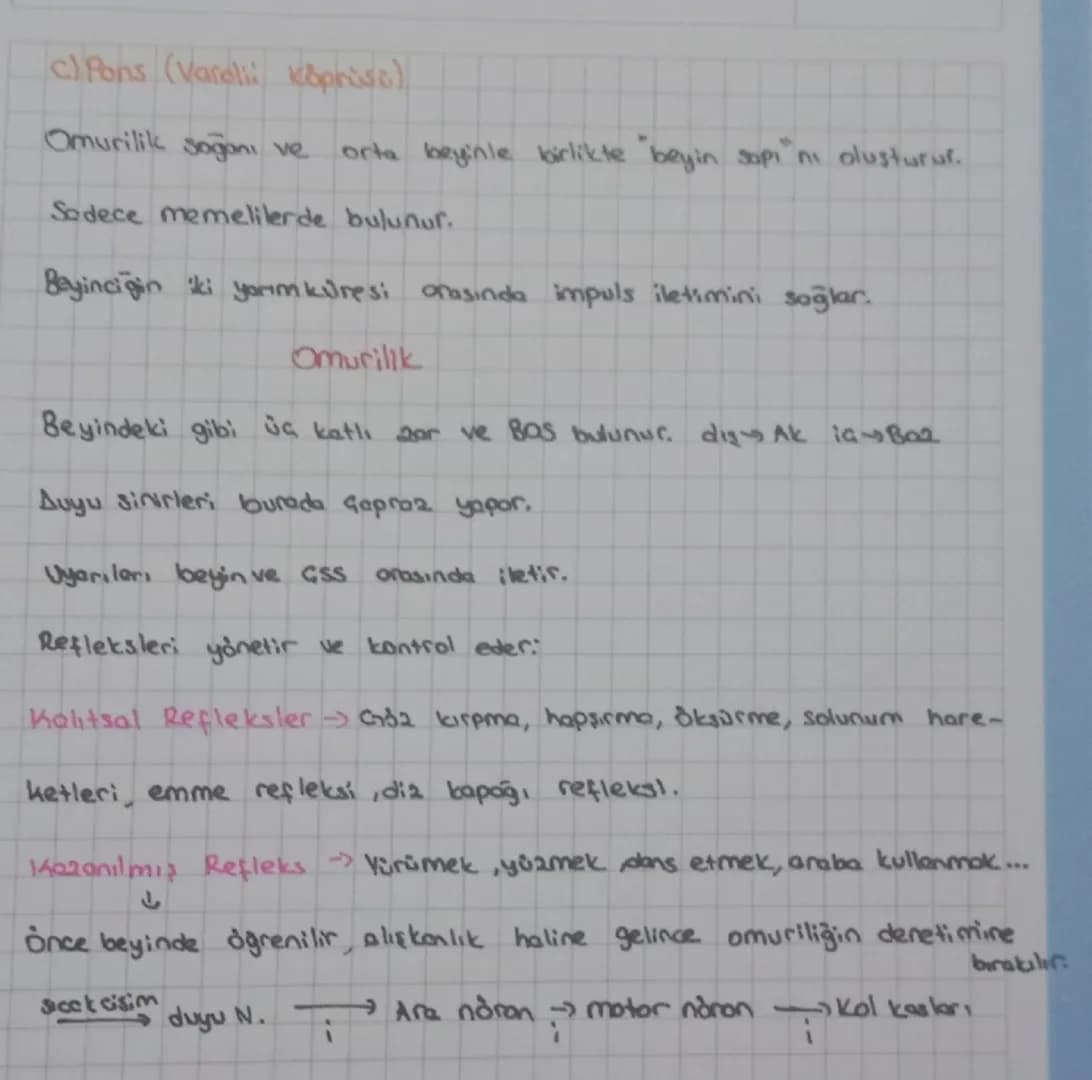 # 

Beyin

Merkezi sinir sistemi

Ön lbeyin

Orta beyin

لي

ua beyin ara beyin,

Arka beyin

Omurilik

beyincik Omurilik Pons

Soğanı

talo