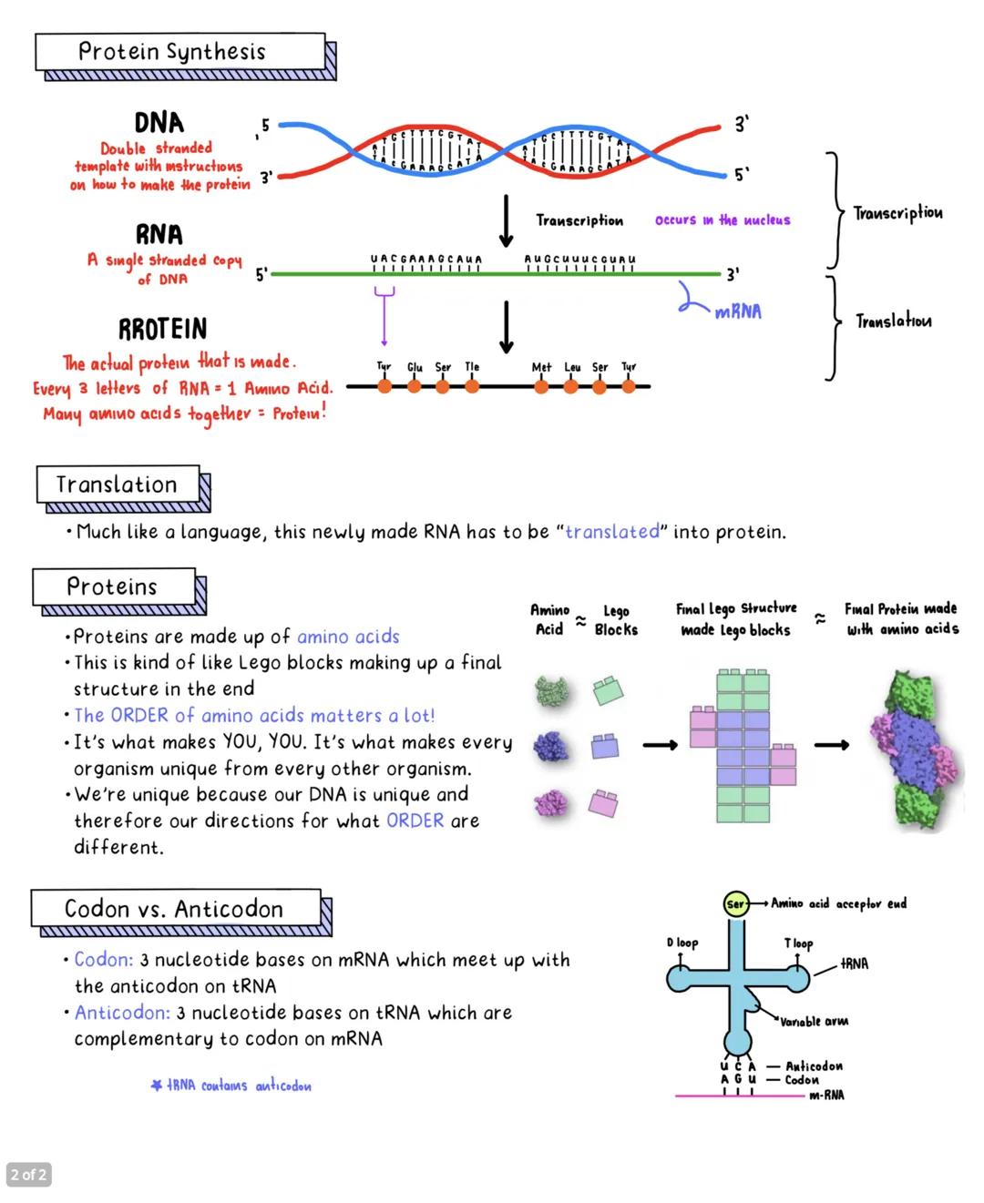 # Protein Synthesis

DNA
5
Double stranded
template with mstructions
on how to make the protein 3'

RNA
A single stranded copy
of DNA
5'

RR
