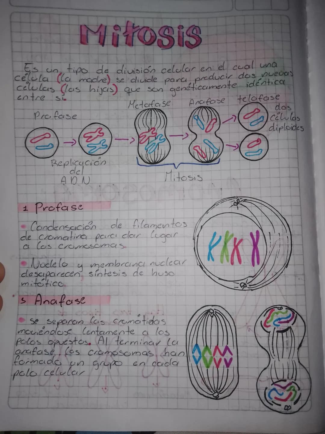 # Preproducción
## Célular
Es el proceso por el cual a partir de una
célula inicial o celula madre se originan dos
nuevas células llamadas c