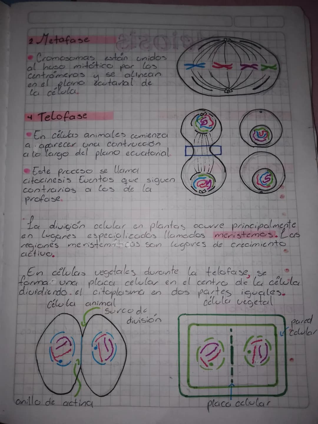 # Preproducción
## Célular
Es el proceso por el cual a partir de una
célula inicial o celula madre se originan dos
nuevas células llamadas c