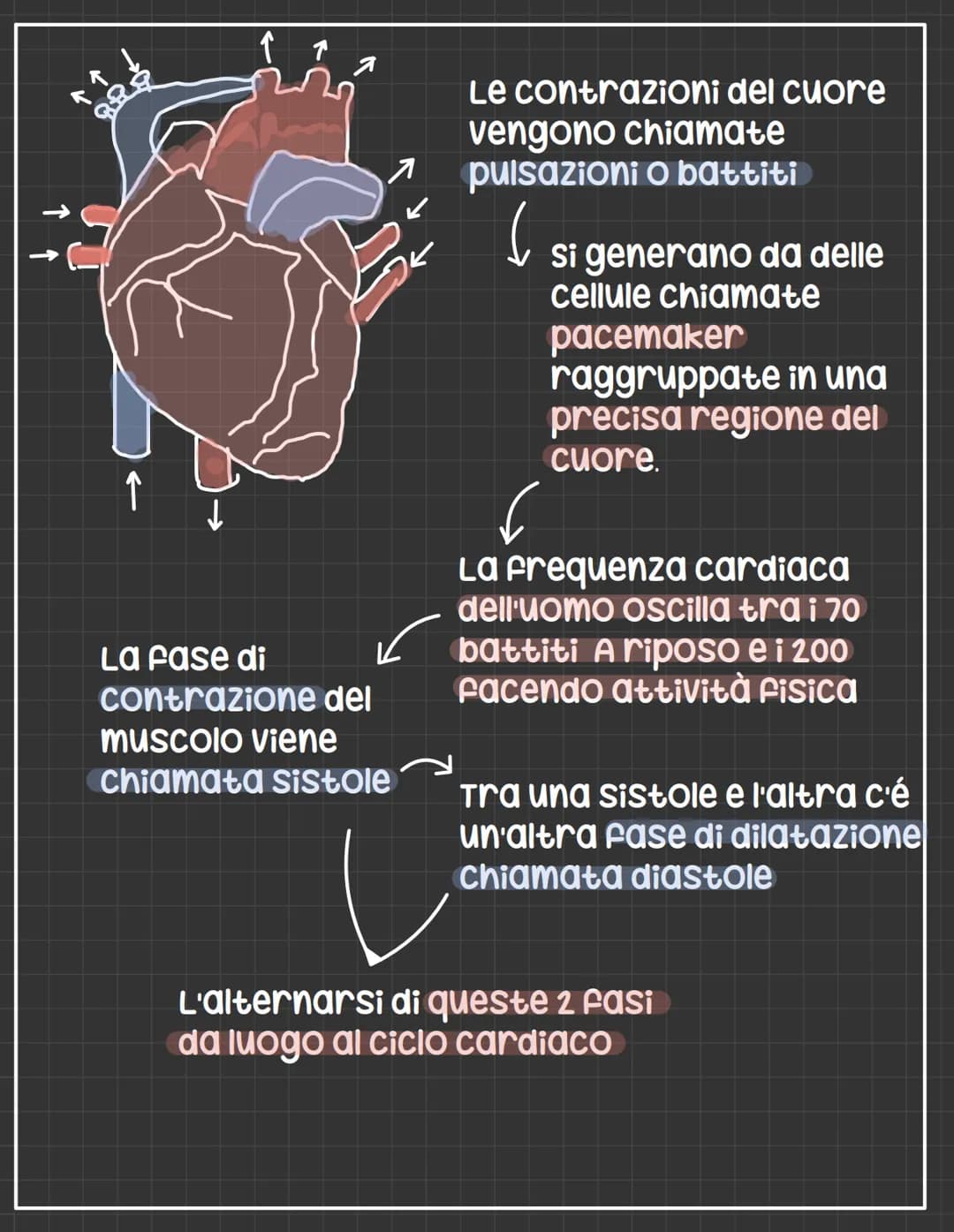 # L'apparato circolatorio

L' apparato circolatorio distribuisce nutrimenti
e ossigeno alle cellule.
Fornisce sia i vasi sanguigni sia le ce