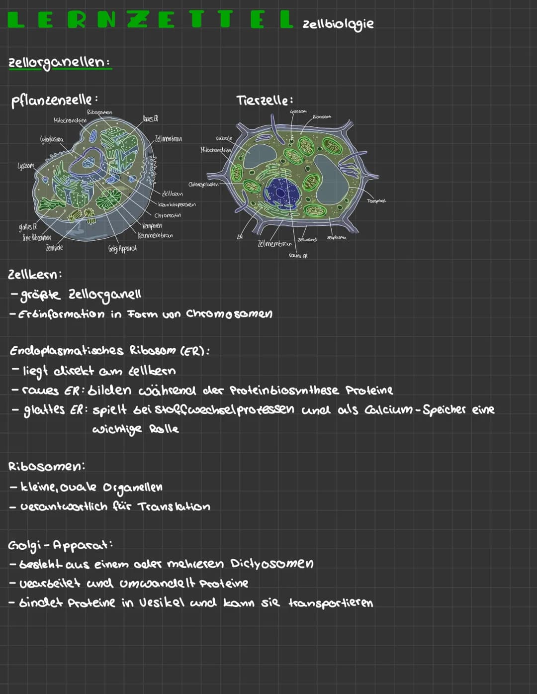 LERNZETTEL zellbiologie
zellorganellen:
Pflanzenzelle:
Tierzelle:
boss
Lysosom
Ribogomen
Milochondrien
laus ER
Cytoplasma
Zell membran
Vakug