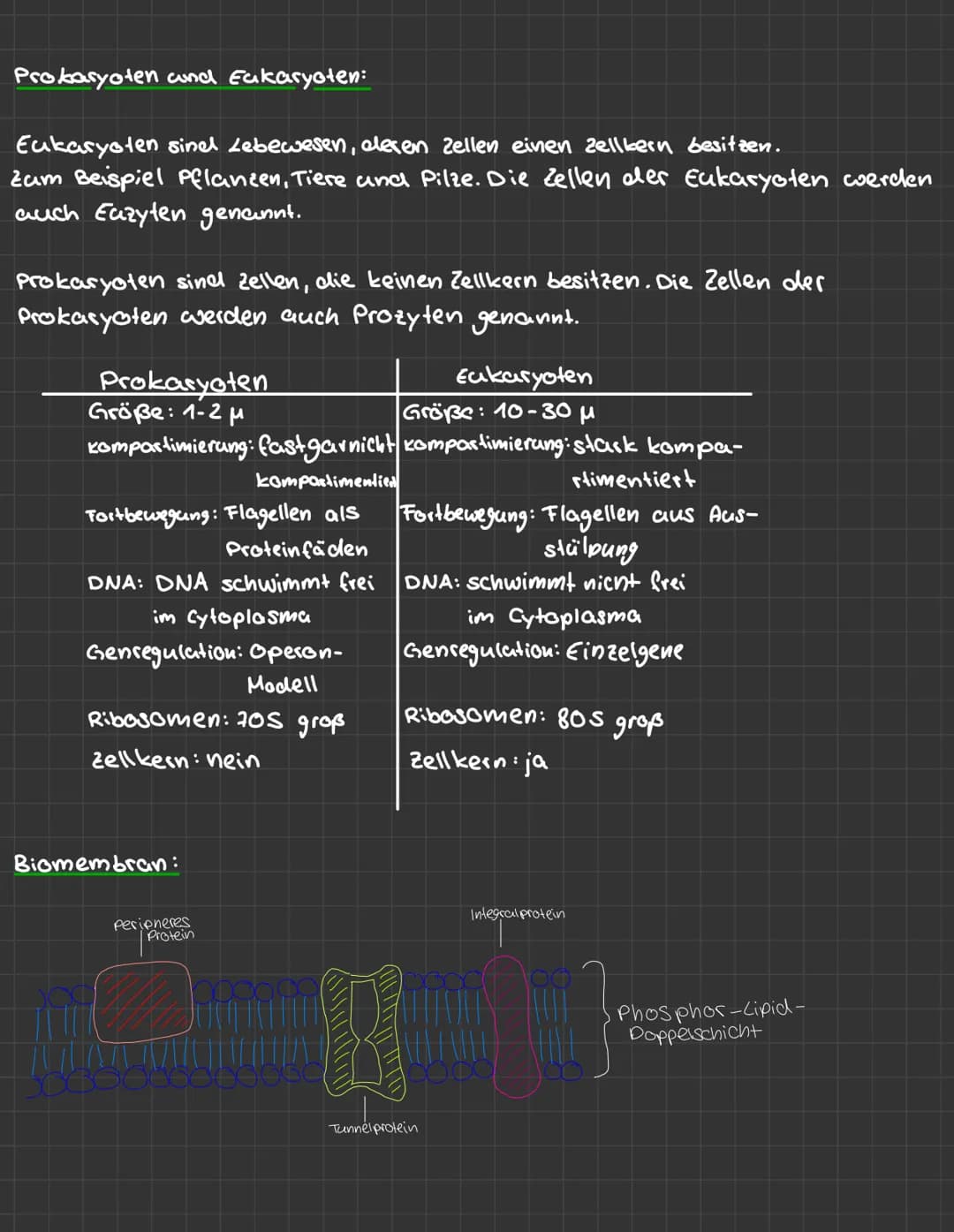 LERNZETTEL zellbiologie
zellorganellen:
Pflanzenzelle:
Tierzelle:
boss
Lysosom
Ribogomen
Milochondrien
laus ER
Cytoplasma
Zell membran
Vakug