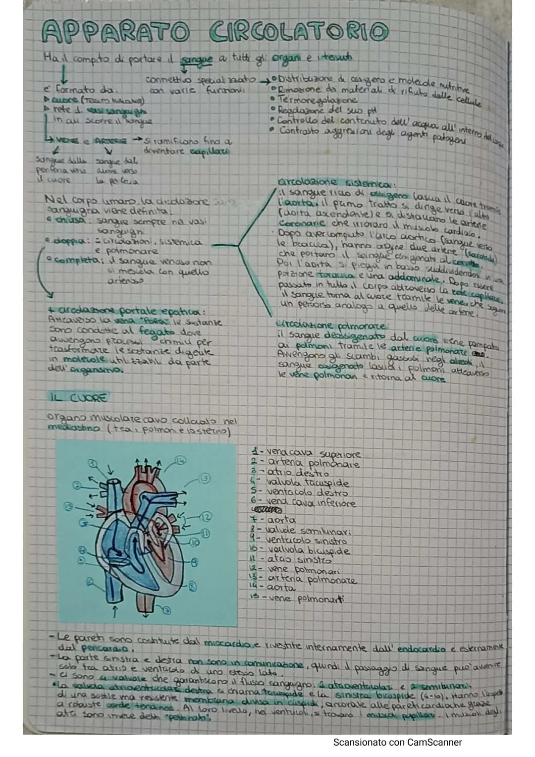 # APPARATO CIRCOLATORIO

Hail compito di portare il sangue a tutti gli orgam e tesuti

e formato da.

*   AQUONS (TEUTO Микола).
*   A rete 