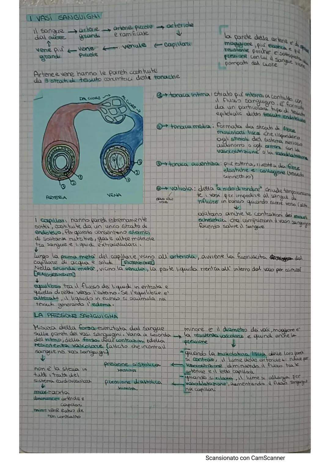 # APPARATO CIRCOLATORIO

Hail compito di portare il sangue a tutti gli orgam e tesuti

e formato da.

*   AQUONS (TEUTO Микола).
*   A rete 