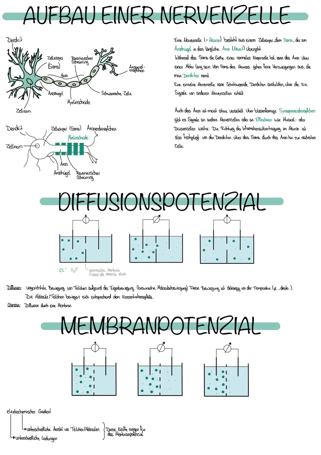 # NEUROBIOLOGIE

Die Fähigkeit, einen bestimmten Reiz zu eccennen, nenol man Sinn

Edasst werden Reize durch Rezeplocen bestehen aus Spezial