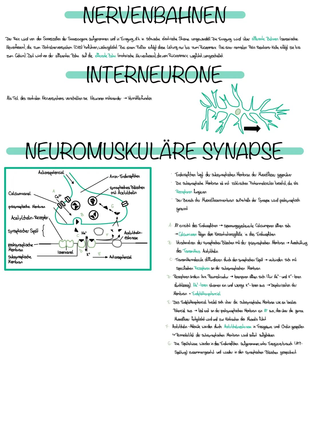 # NEUROBIOLOGIE

Die Fähigkeit, einen bestimmten Reiz zu eccennen, nenol man Sinn

Edasst werden Reize durch Rezeplocen bestehen aus Spezial