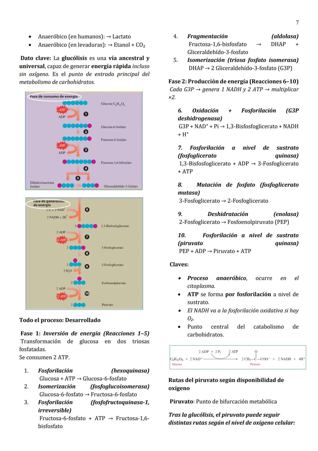 1
Unidad 8
METABOLISMO
¿Qué es el metabolismo?
→ Conjunto de reacciones químicas que suceden
en las células vivas para formar (anabolismo) o