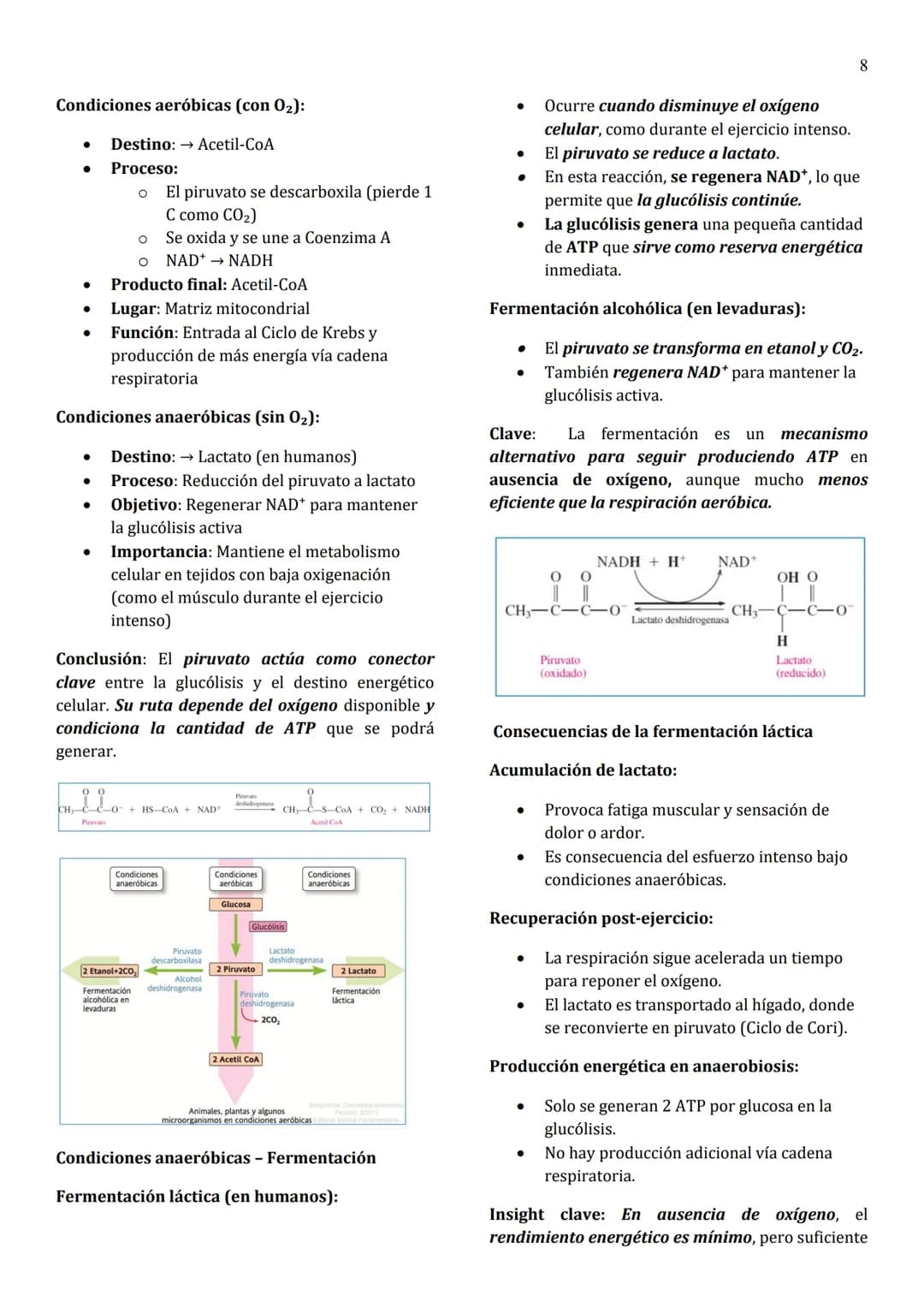 1
Unidad 8
METABOLISMO
¿Qué es el metabolismo?
→ Conjunto de reacciones químicas que suceden
en las células vivas para formar (anabolismo) o