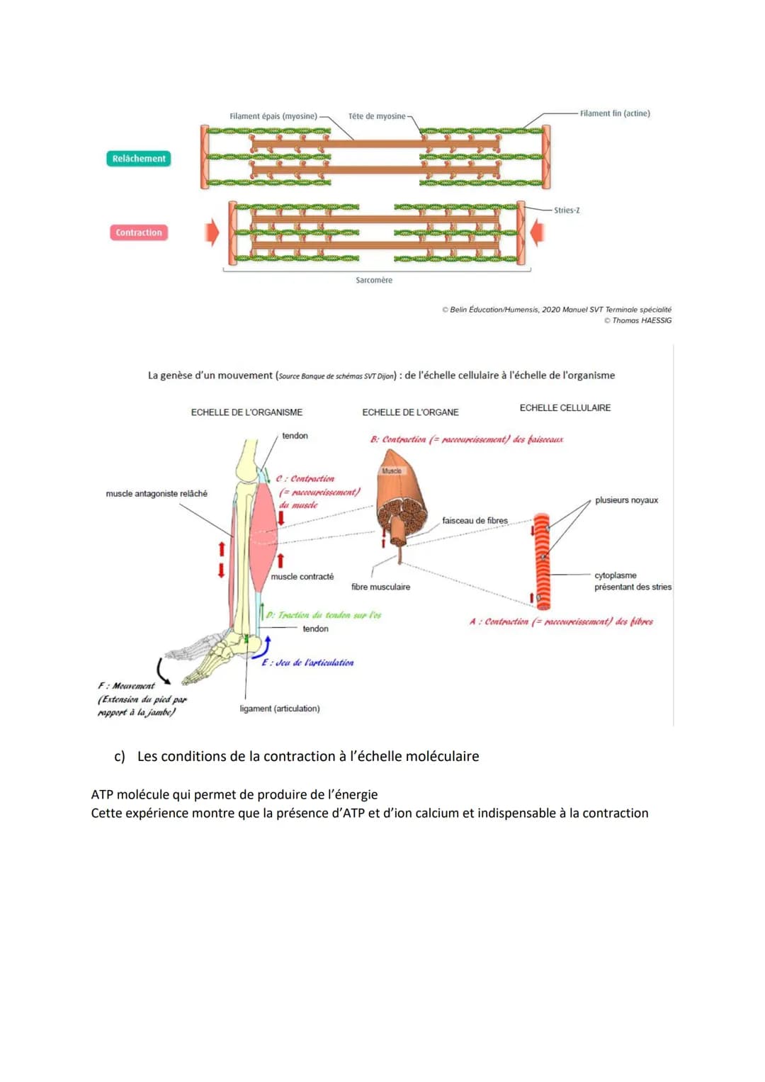 Chapitre 13

PRODUIRE LE MOUVEMENT:
CONTRACTION MUSCULAIRE
ET APPORT D'ÉNERGIE

1

Source: google image

1. La contraction musculaire

ATP
S