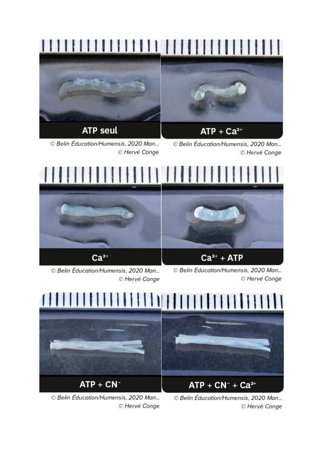 Chapitre 13

PRODUIRE LE MOUVEMENT:
CONTRACTION MUSCULAIRE
ET APPORT D'ÉNERGIE

1

Source: google image

1. La contraction musculaire

ATP
S