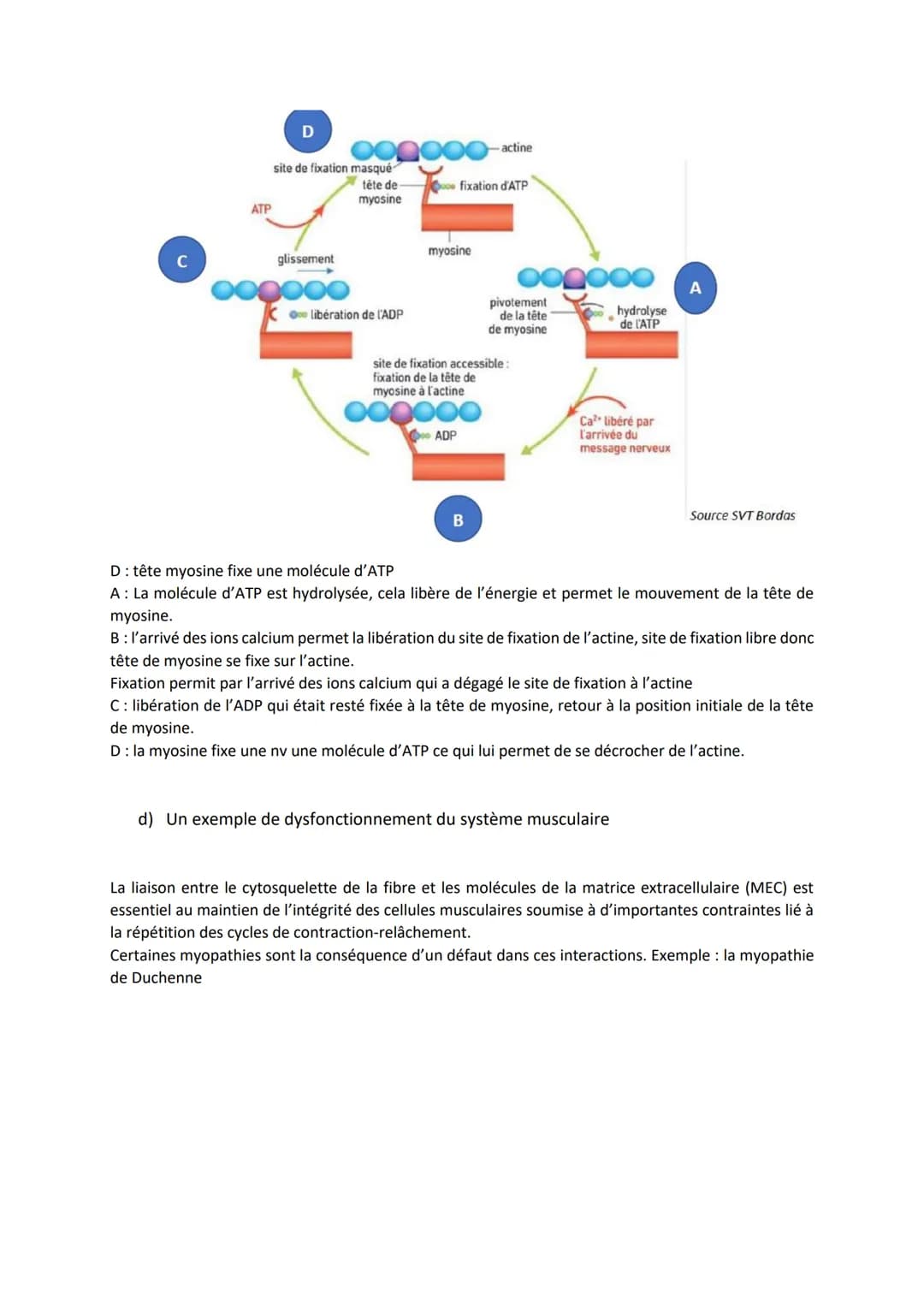Chapitre 13

PRODUIRE LE MOUVEMENT:
CONTRACTION MUSCULAIRE
ET APPORT D'ÉNERGIE

1

Source: google image

1. La contraction musculaire

ATP
S