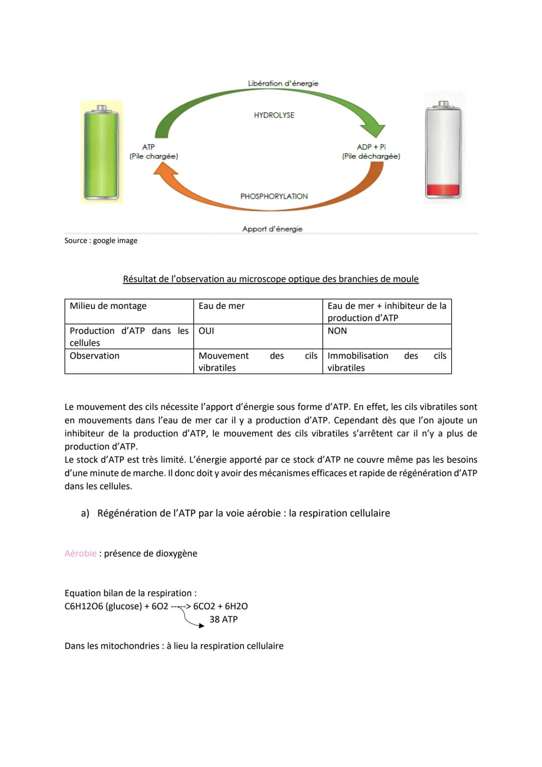 Chapitre 13

PRODUIRE LE MOUVEMENT:
CONTRACTION MUSCULAIRE
ET APPORT D'ÉNERGIE

1

Source: google image

1. La contraction musculaire

ATP
S