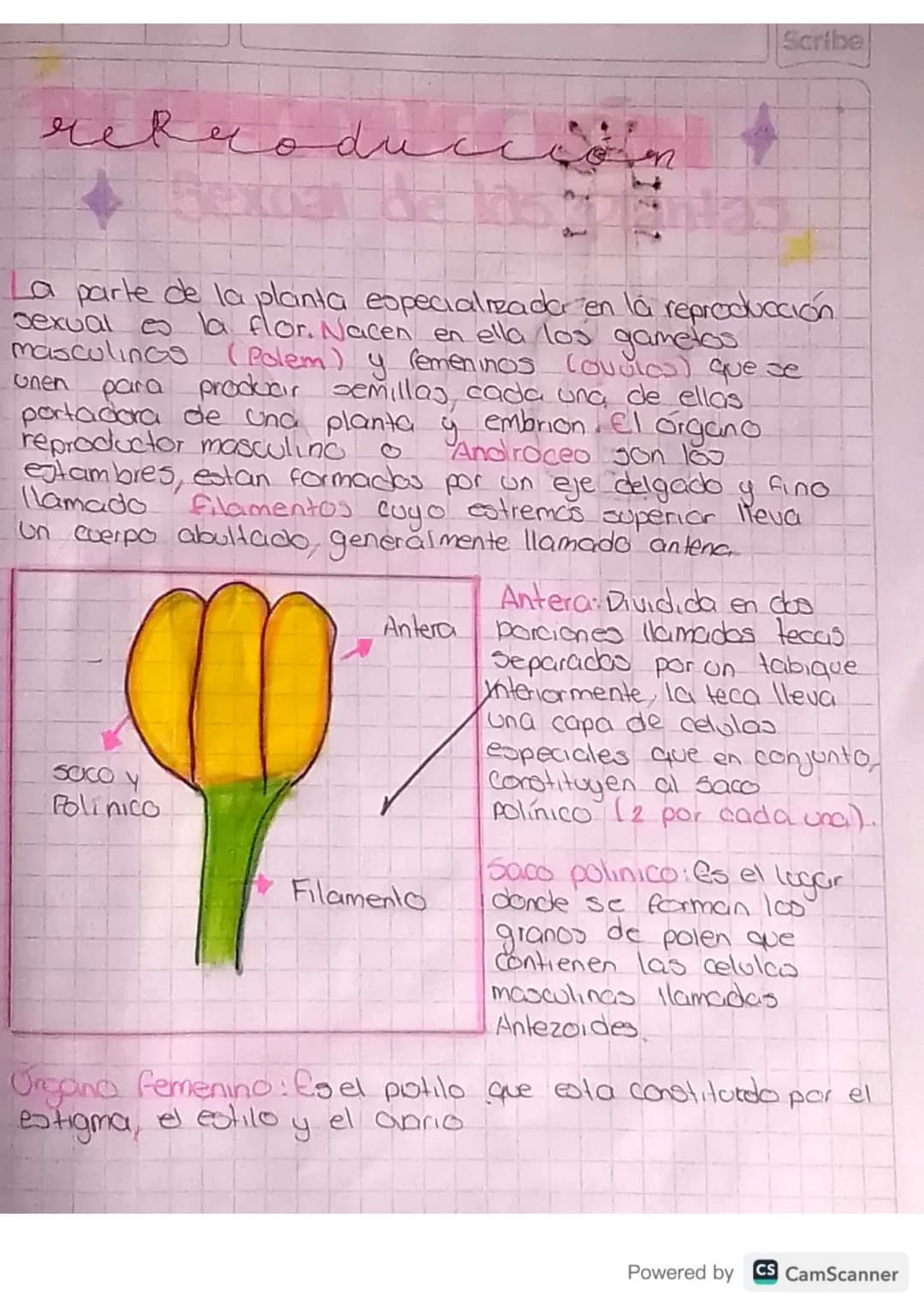Scribe
# reproduccion
La parte de la planta especializada en la reproducción
sexual es la flor. Nacen en ella los gametos
masculinas (Polem)