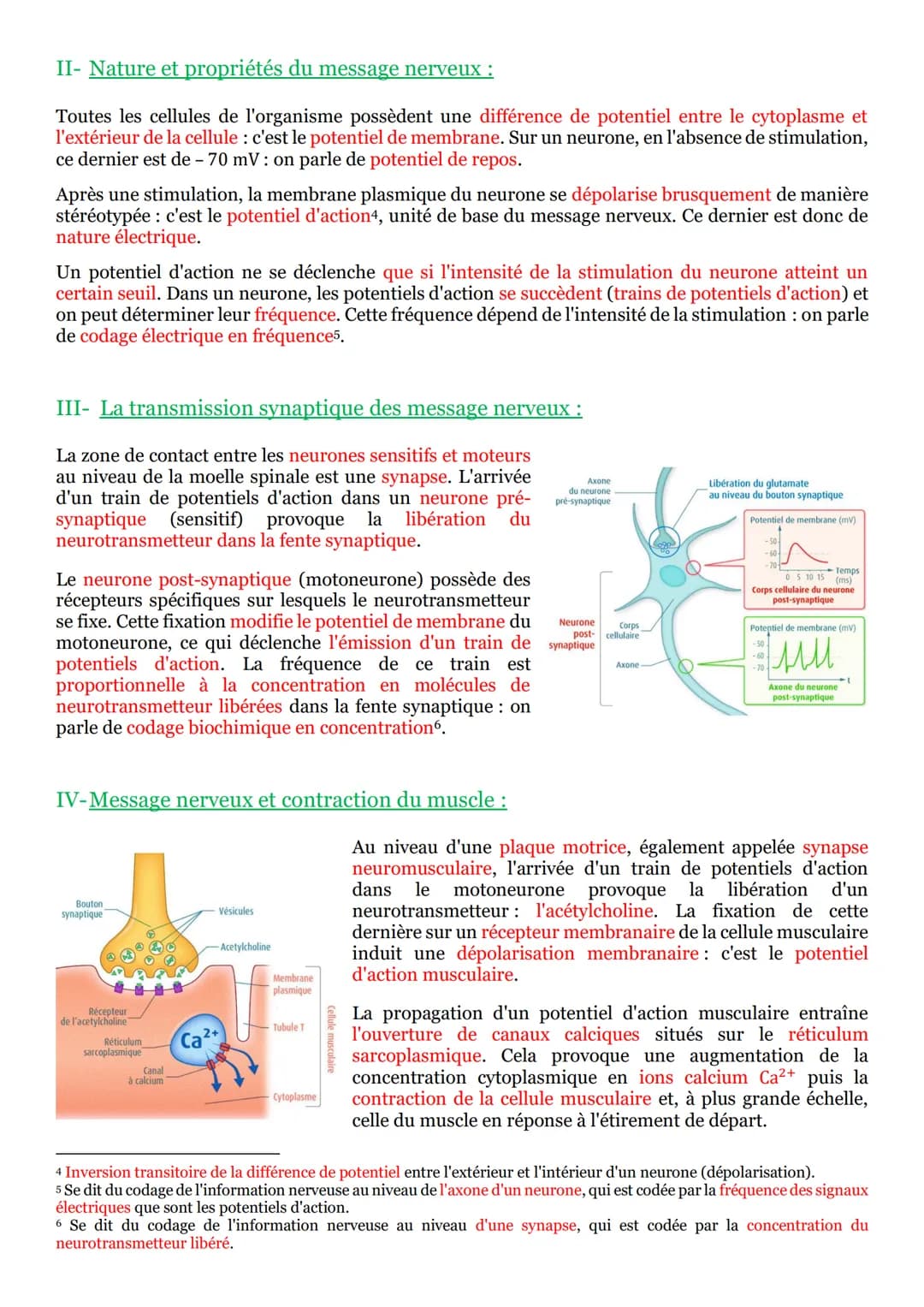 # PARTIE 5: Corps humain et santé :

## Chapitre n°1: Les réflexes :

I- Un arc reflexe, le circuit nerveux d'un réflexe myotatique :

Un ré