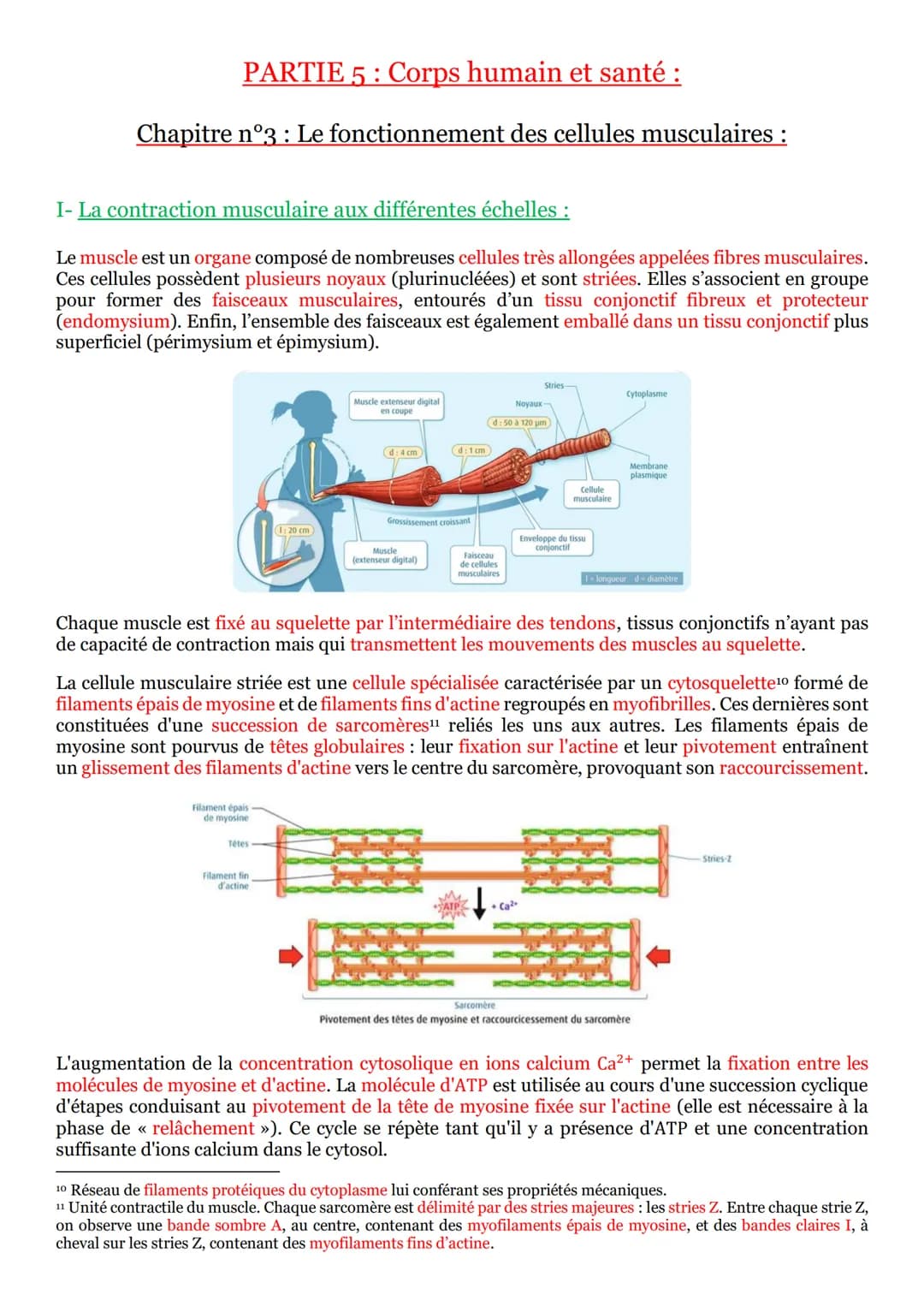 # PARTIE 5: Corps humain et santé :

## Chapitre n°1: Les réflexes :

I- Un arc reflexe, le circuit nerveux d'un réflexe myotatique :

Un ré