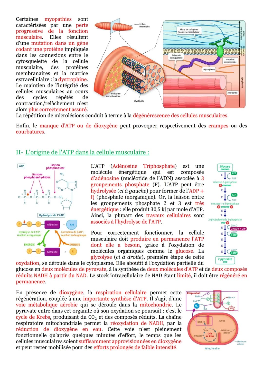 # PARTIE 5: Corps humain et santé :

## Chapitre n°1: Les réflexes :

I- Un arc reflexe, le circuit nerveux d'un réflexe myotatique :

Un ré