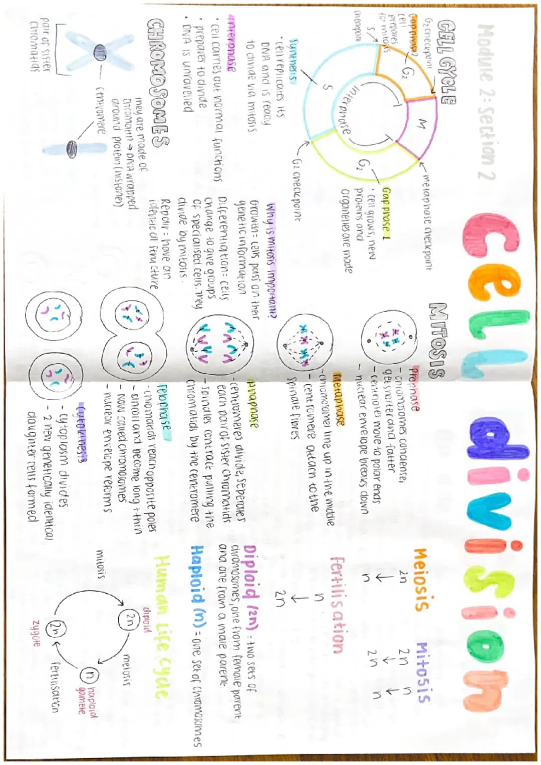 Hoare 2 Sepim 2 cell division
Module 2: Section
CELL GYCLE
G2 checkpoint
Coppha G
prepares
for mitons
S
Cherepone
M
metaphase checkpoint
MIT