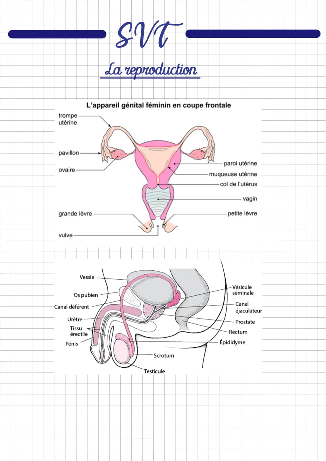 # SVT

La reproduction

1) La reproduction séxuée

- La reproduction sexuée est lorsque 2 êtres vivants se "rencontrent"
pour se reproduire.