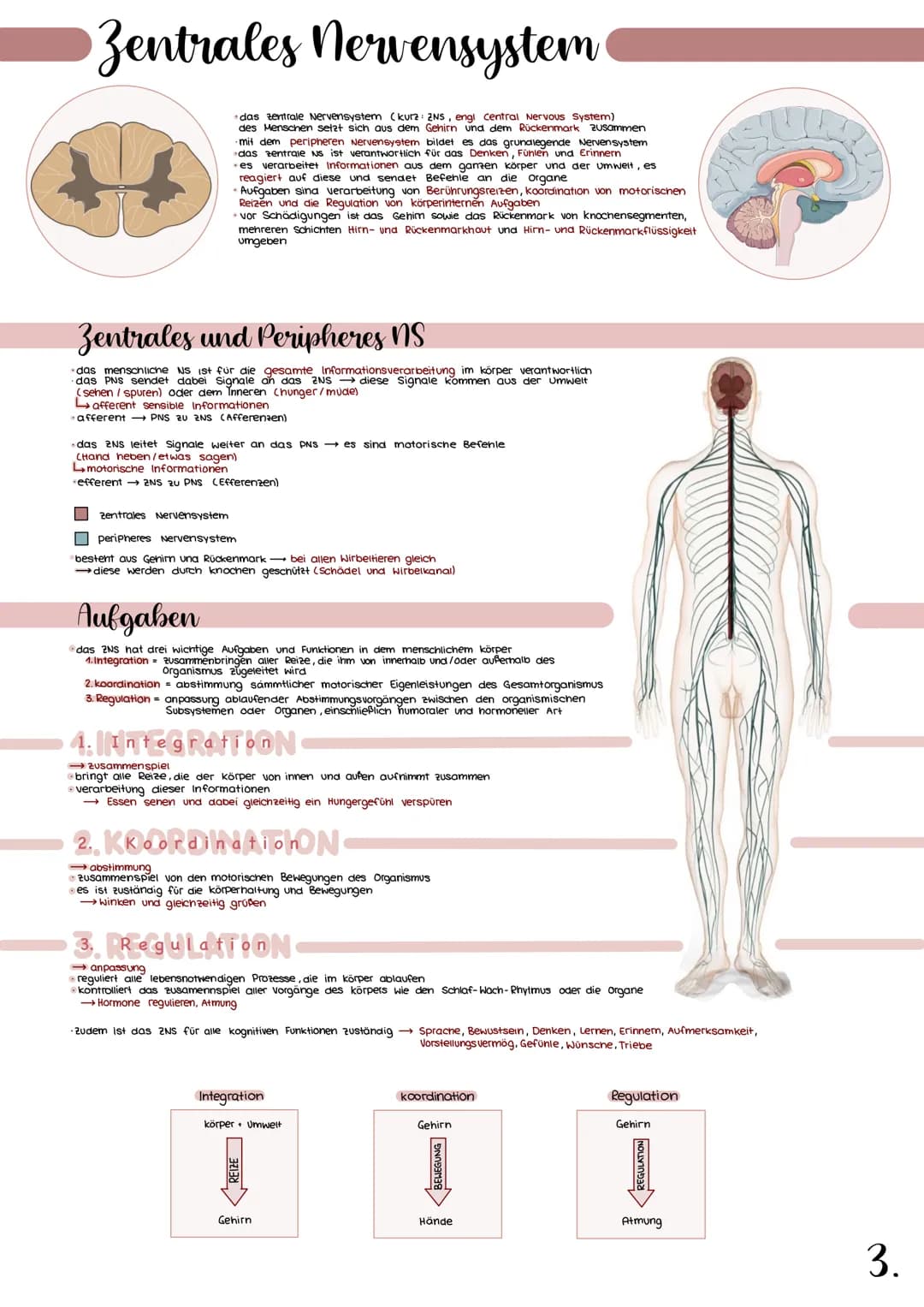 # Zentrales Nervensystem

- das te zentrale Nervensystem (kura: 2NS, 2NS, engi central Nervous System)
- des Menschen setzt sich aus dem Geh