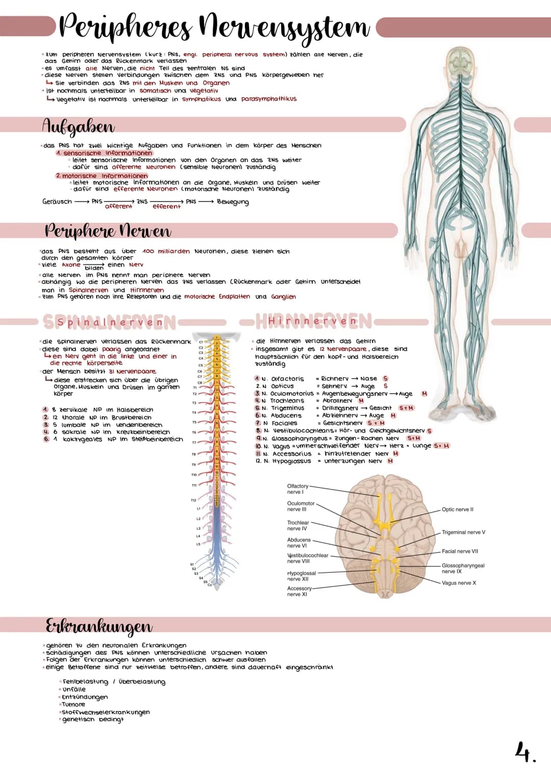 # Zentrales Nervensystem

- das te zentrale Nervensystem (kura: 2NS, 2NS, engi central Nervous System)
- des Menschen setzt sich aus dem Geh