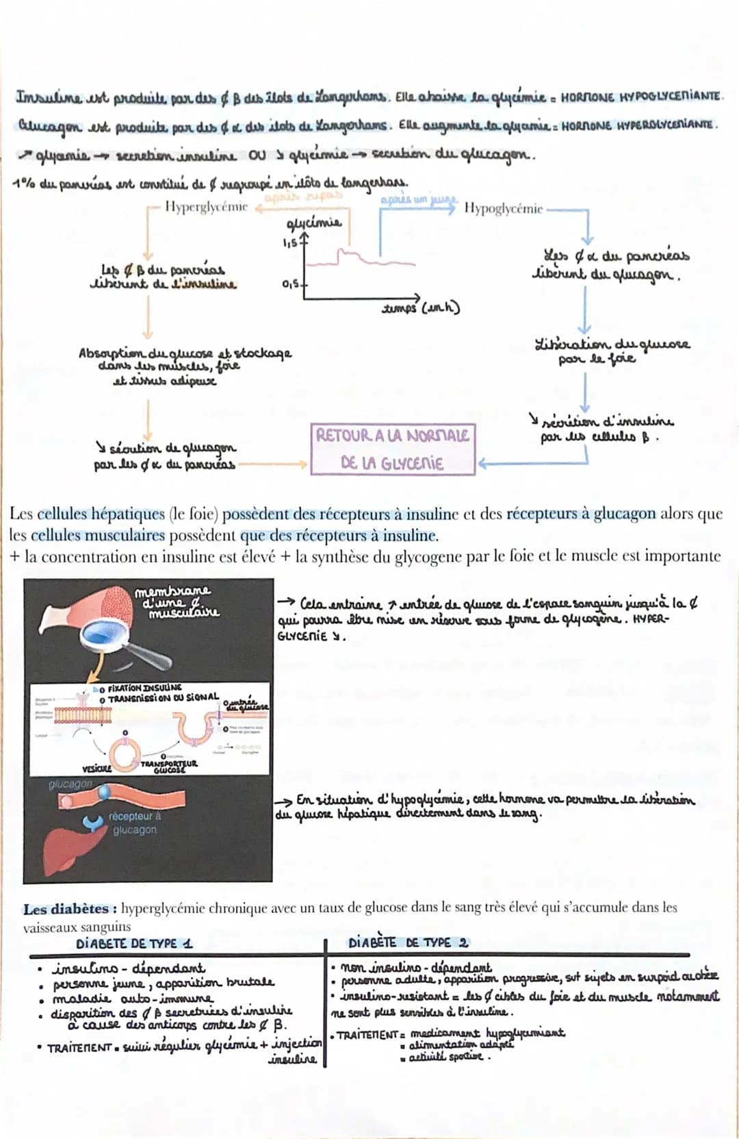 # La glycémie

Alimentation apporte du glucose au cours d'une journée et il est dépensé lors d'activités sportives
ou intellectuelles. Or la