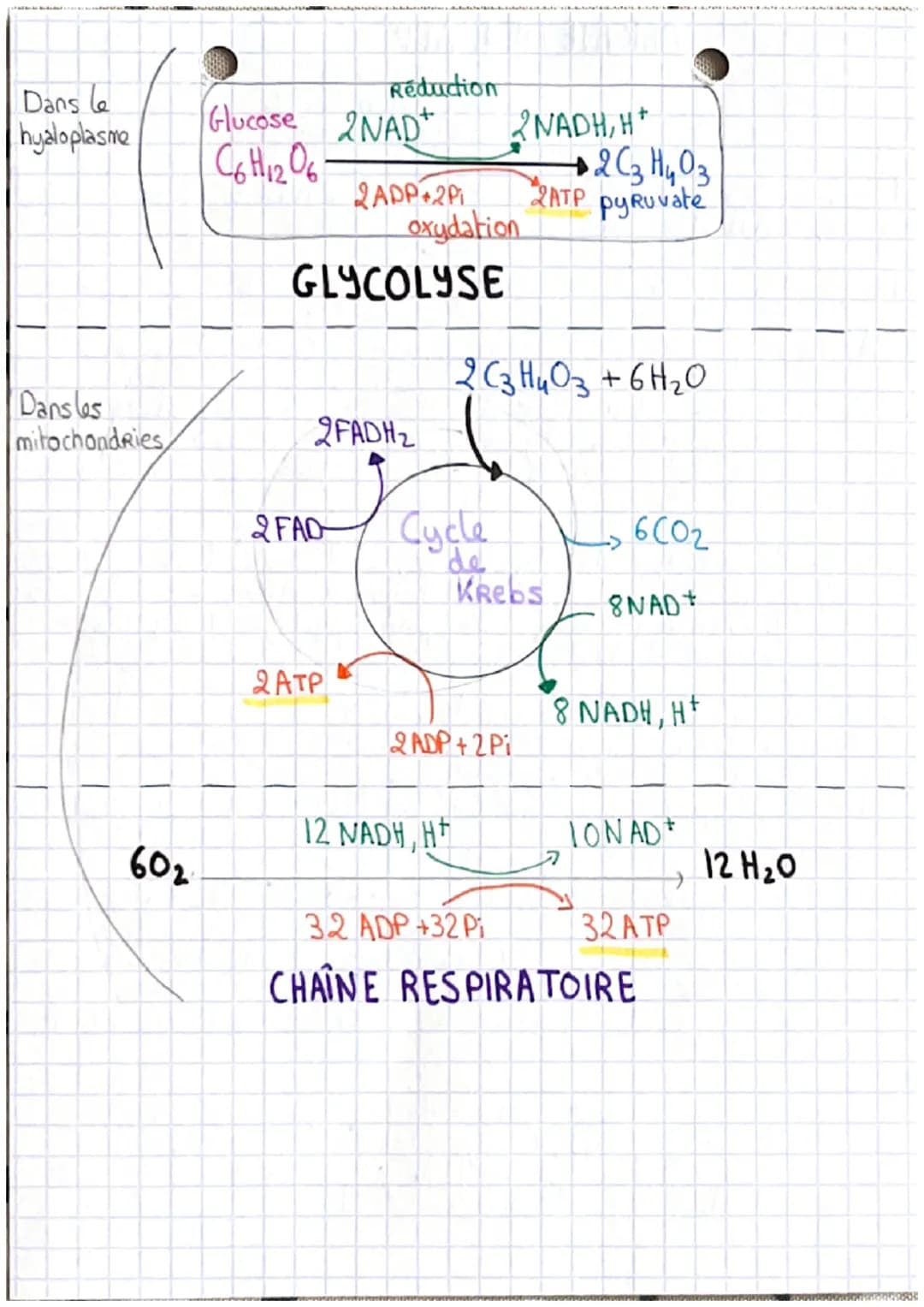 # ORIGINE DE L'ATP
nécessaire à la
contraction de la
cellule musculaire
Les Réserves des cellules musculaires en ATP étant extrêmement
faibl