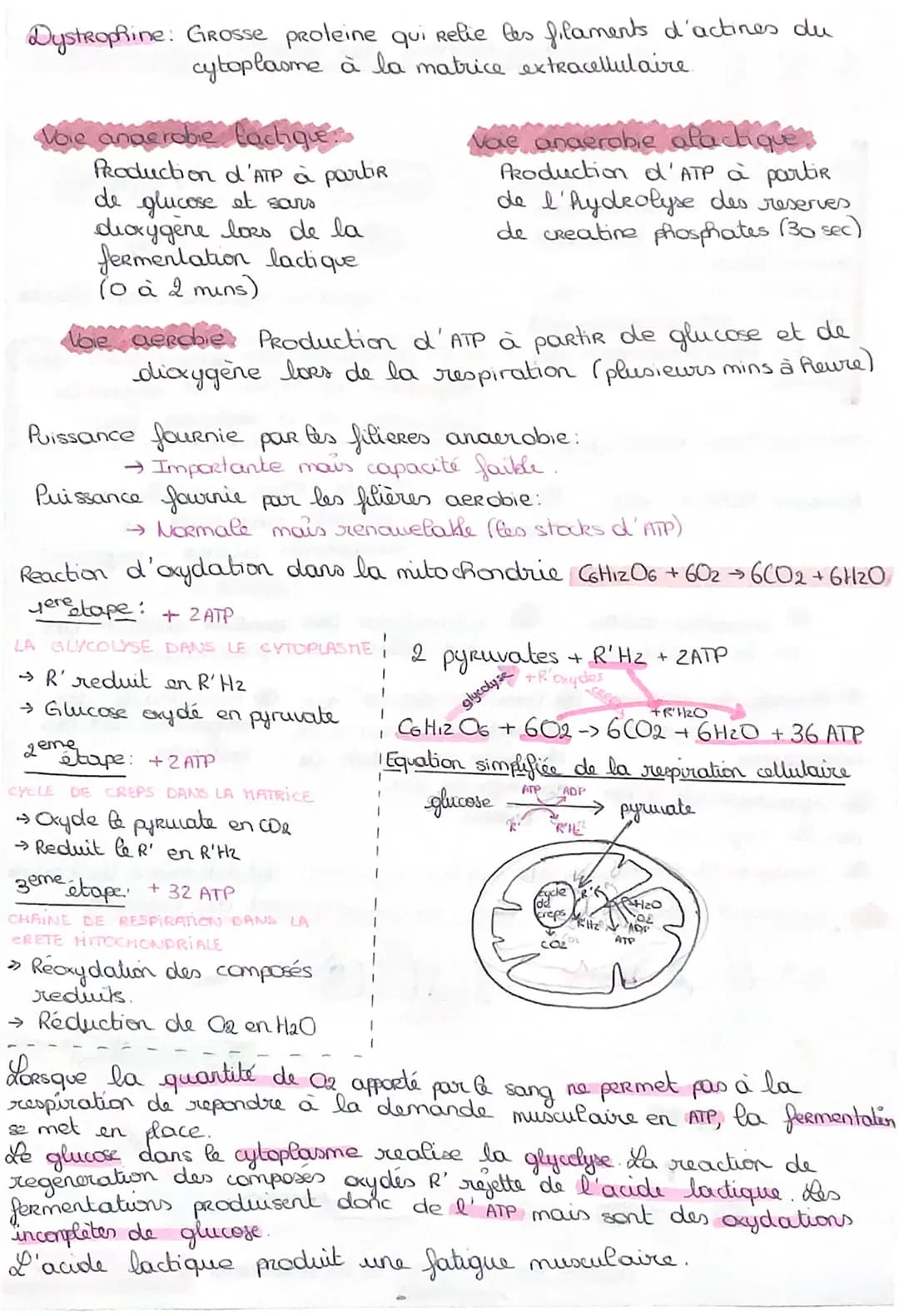 # skt le fonctionnement des cellules musculaires

Les muscles sont constitués
de cellules musculaires
regroupées en faisceaux
musculaires. H