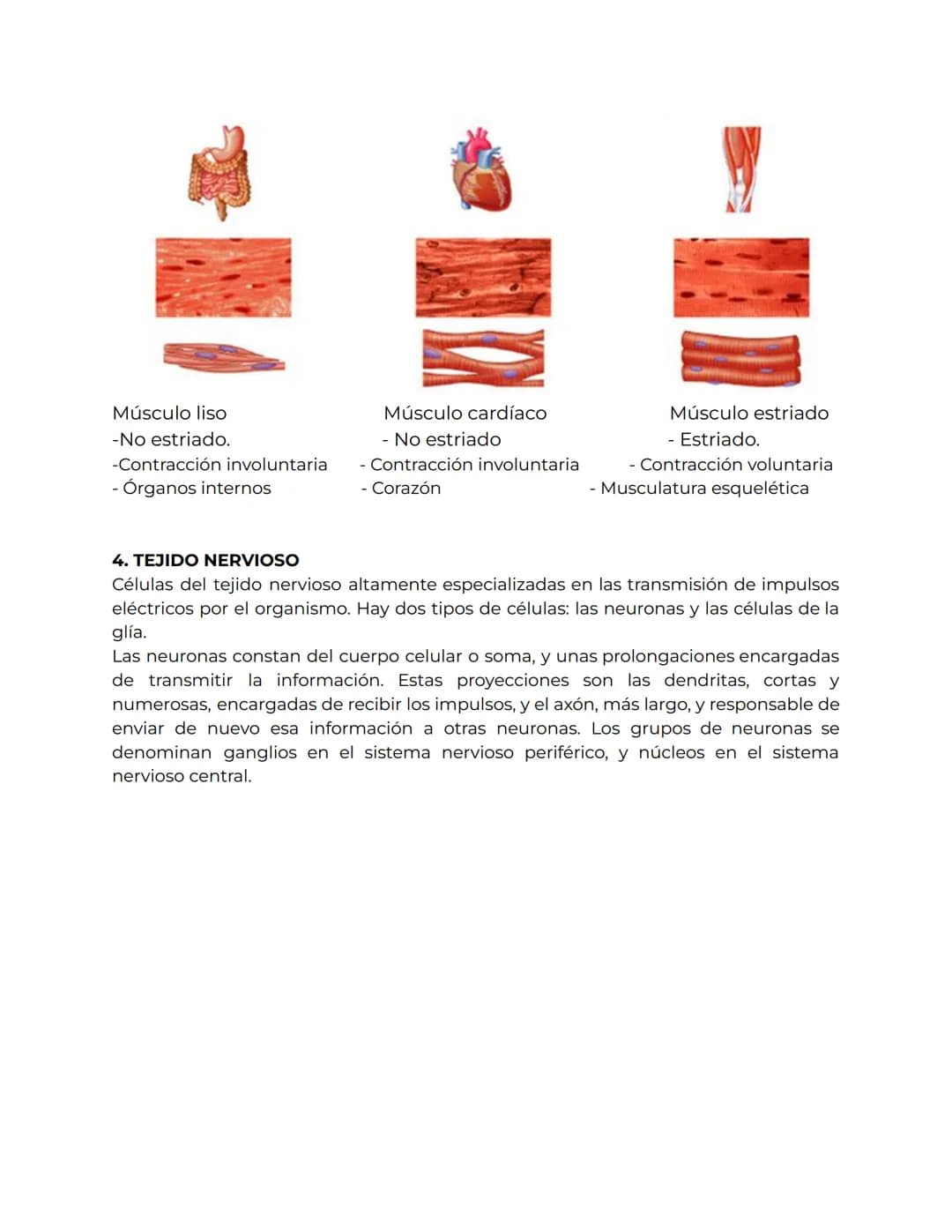 # TIPOS DE TEJIDOS

1.TEJIDO EPITELIAL: es un tejido que consta de una gran cantidad de células
que se superponen tapizando cavidades del cu